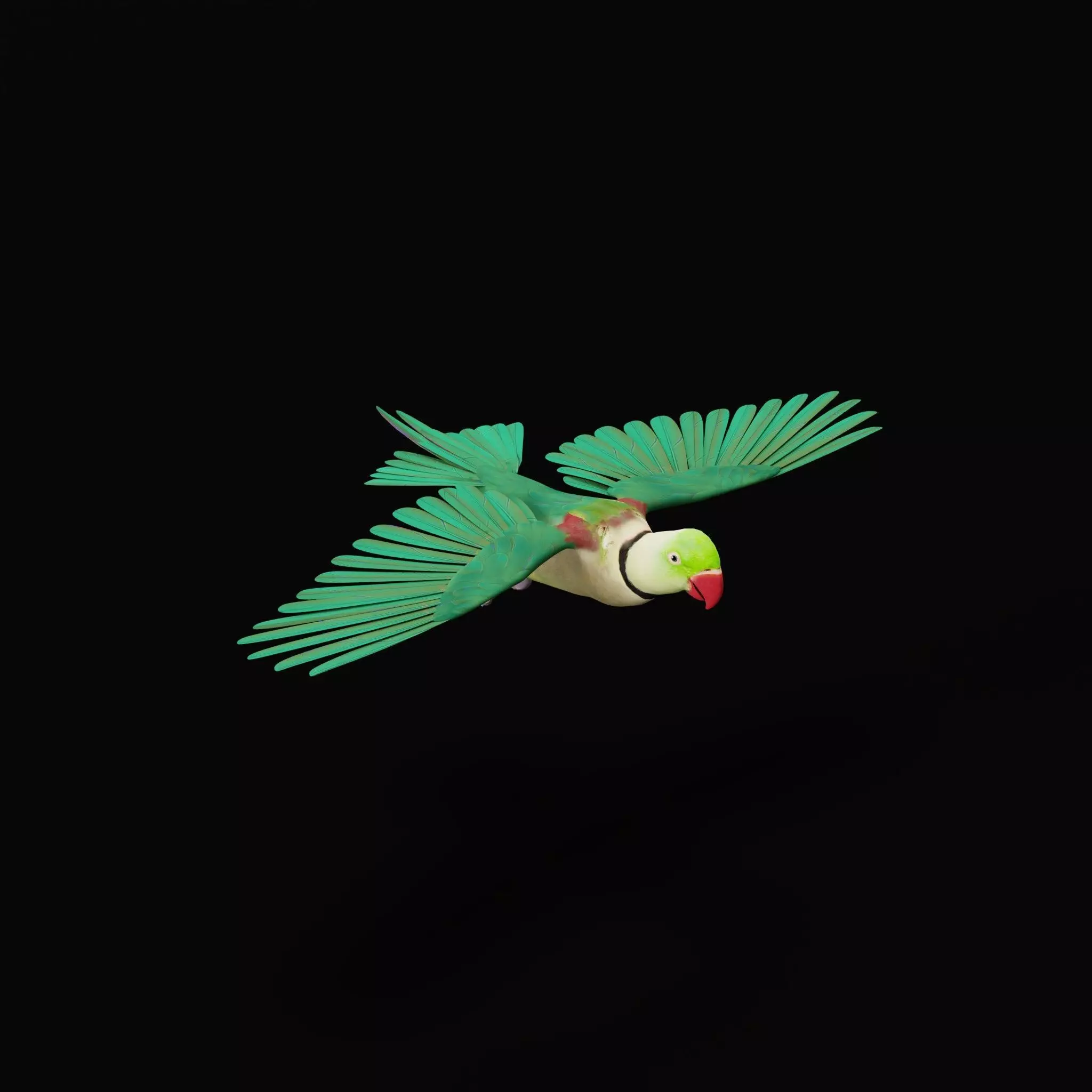 Alexandrine Parakeet Bird Low-poly 3D model_44