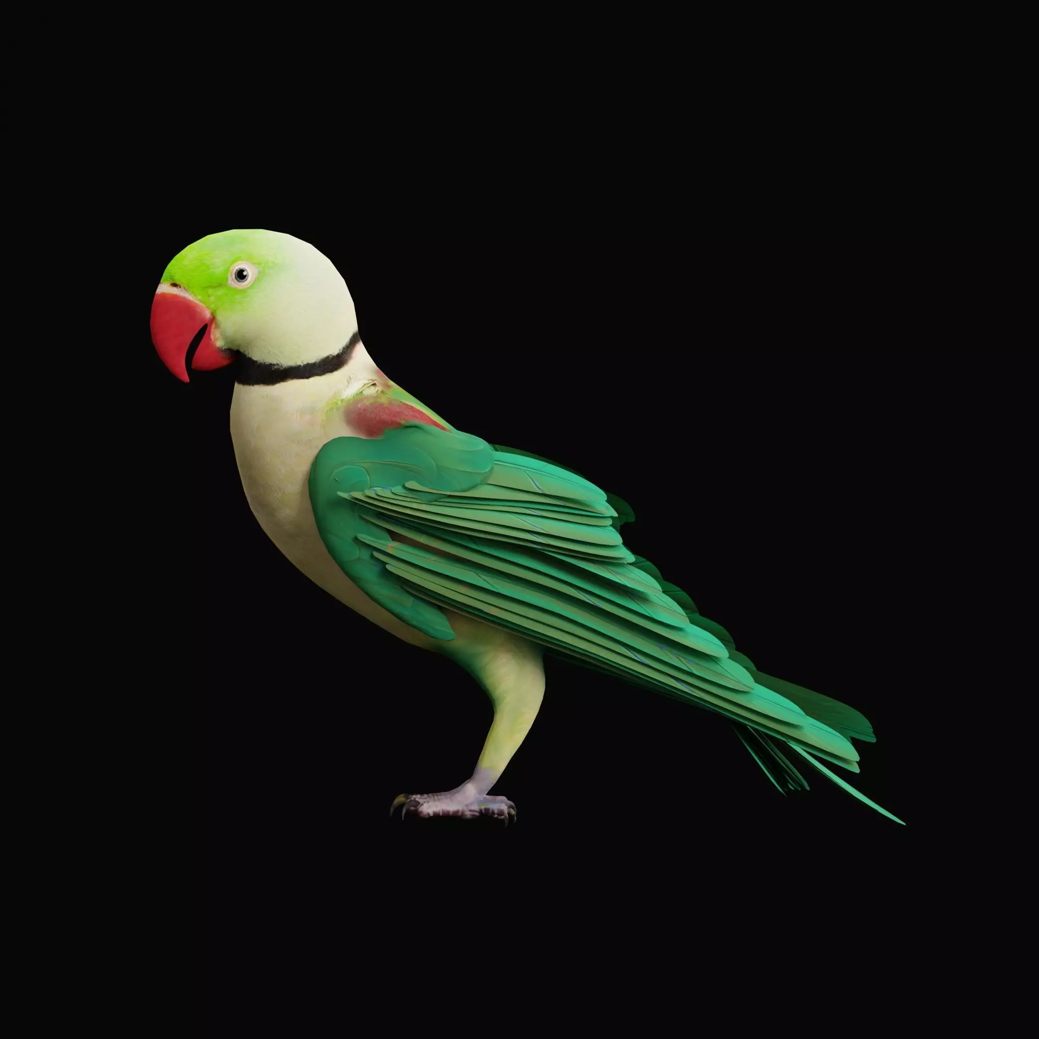 Alexandrine Parakeet Bird Low-poly 3D model_41