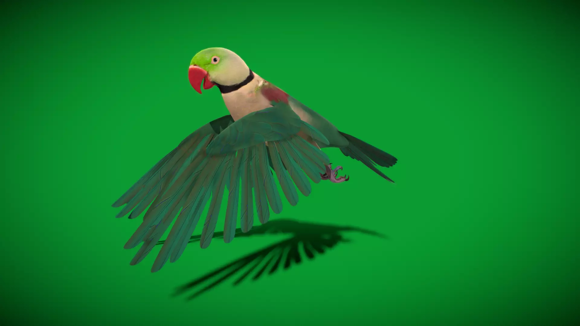 Alexandrine Parakeet Bird Low-poly 3D model_35