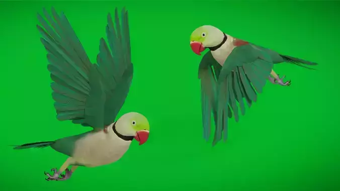 Alexandrine Parakeet Bird Low-poly 3D model Alexandrine Parakeet Bird Low-poly 3D model