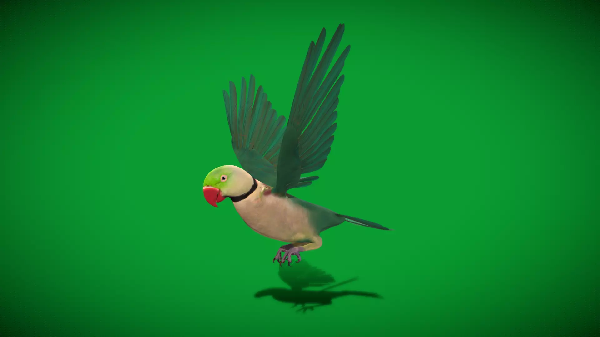 Alexandrine Parakeet Bird Low-poly 3D model_25