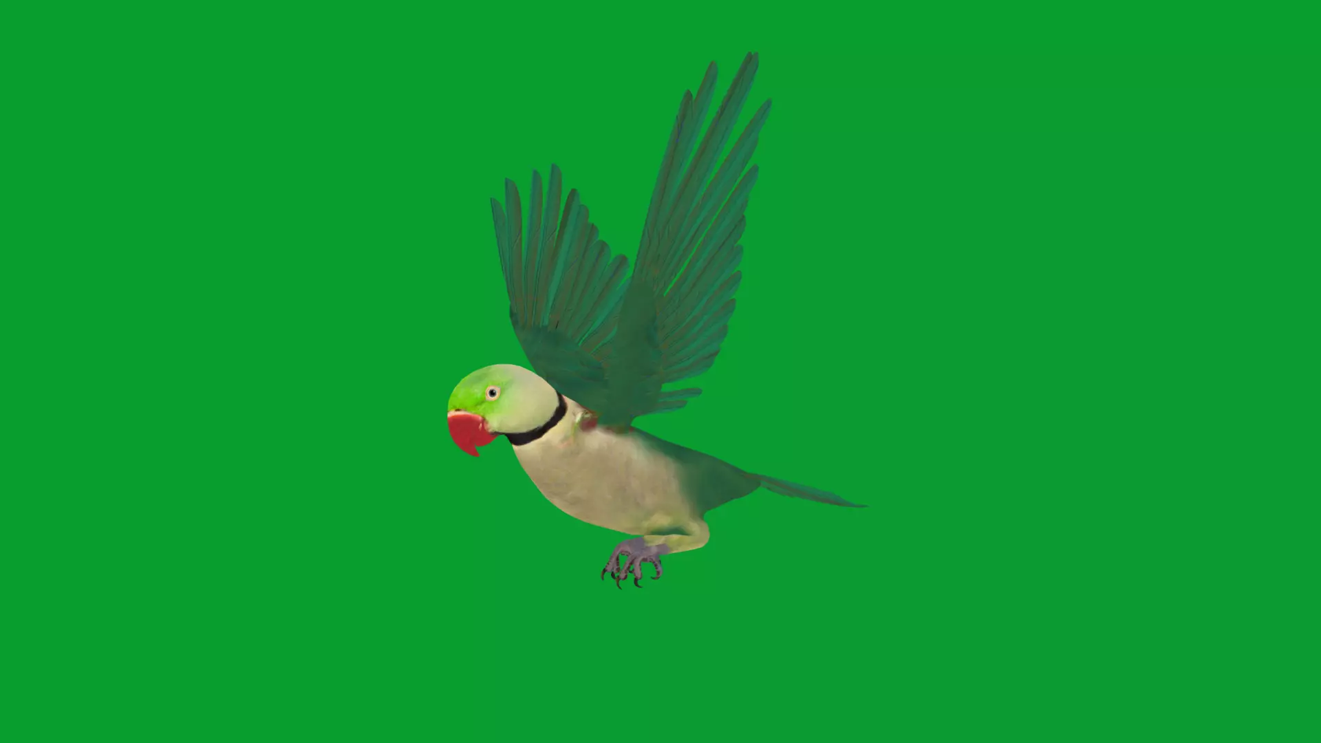 Alexandrine Parakeet Bird Low-poly 3D model_11