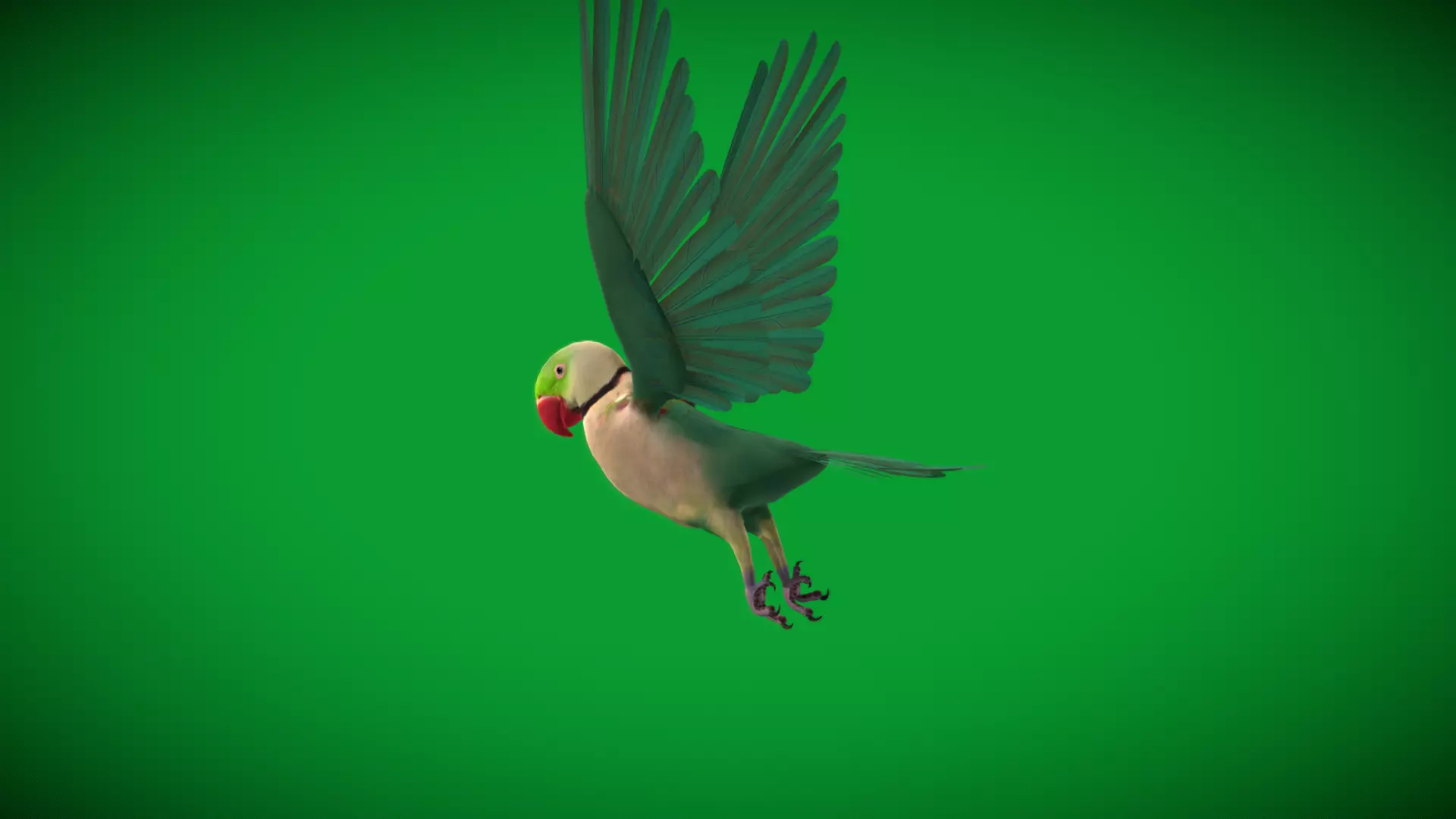Alexandrine Parakeet Bird Low-poly 3D model_32