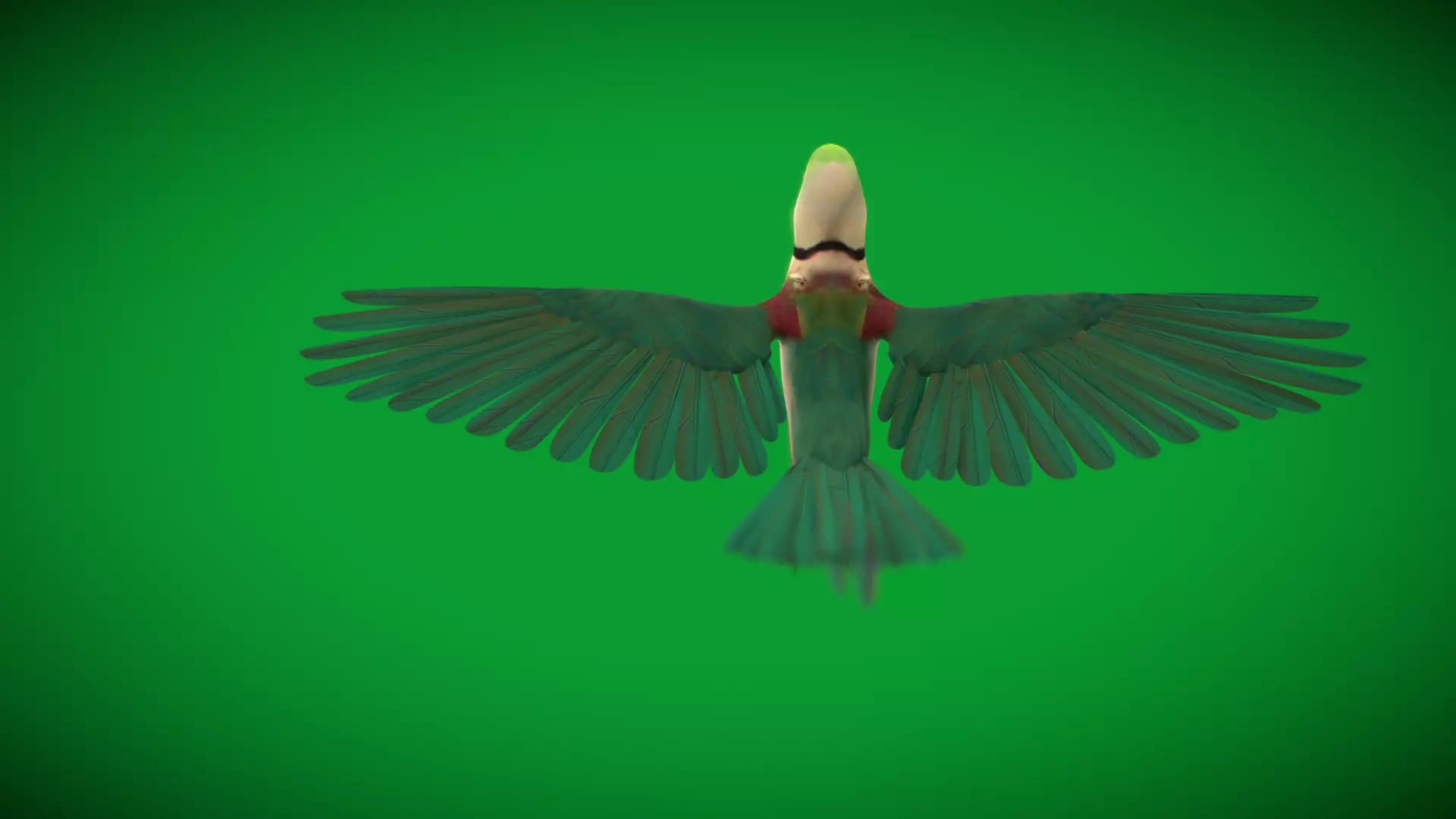 Alexandrine Parakeet Bird Low-poly 3D model_36