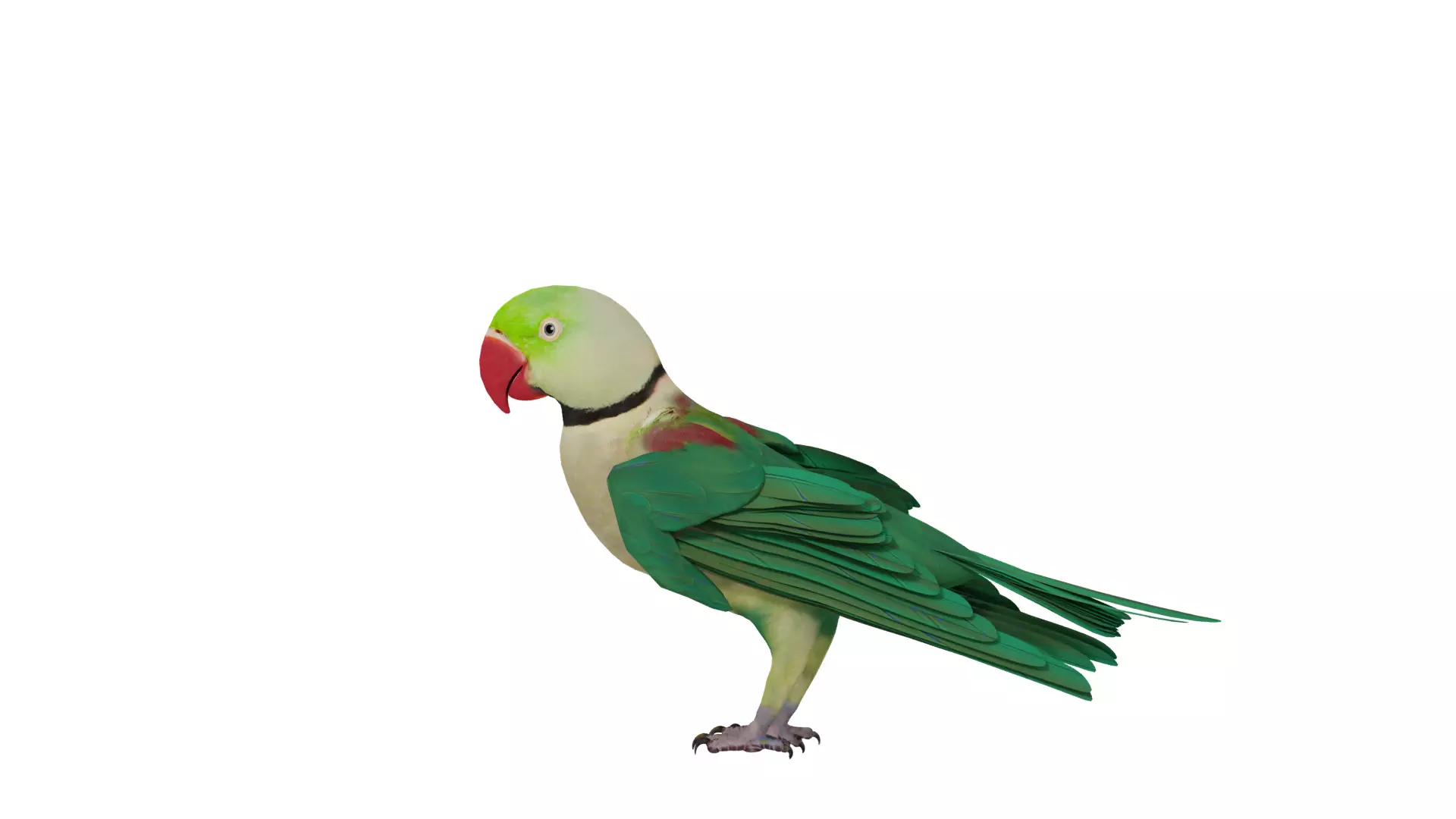 Alexandrine Parakeet Bird Low-poly 3D model_23