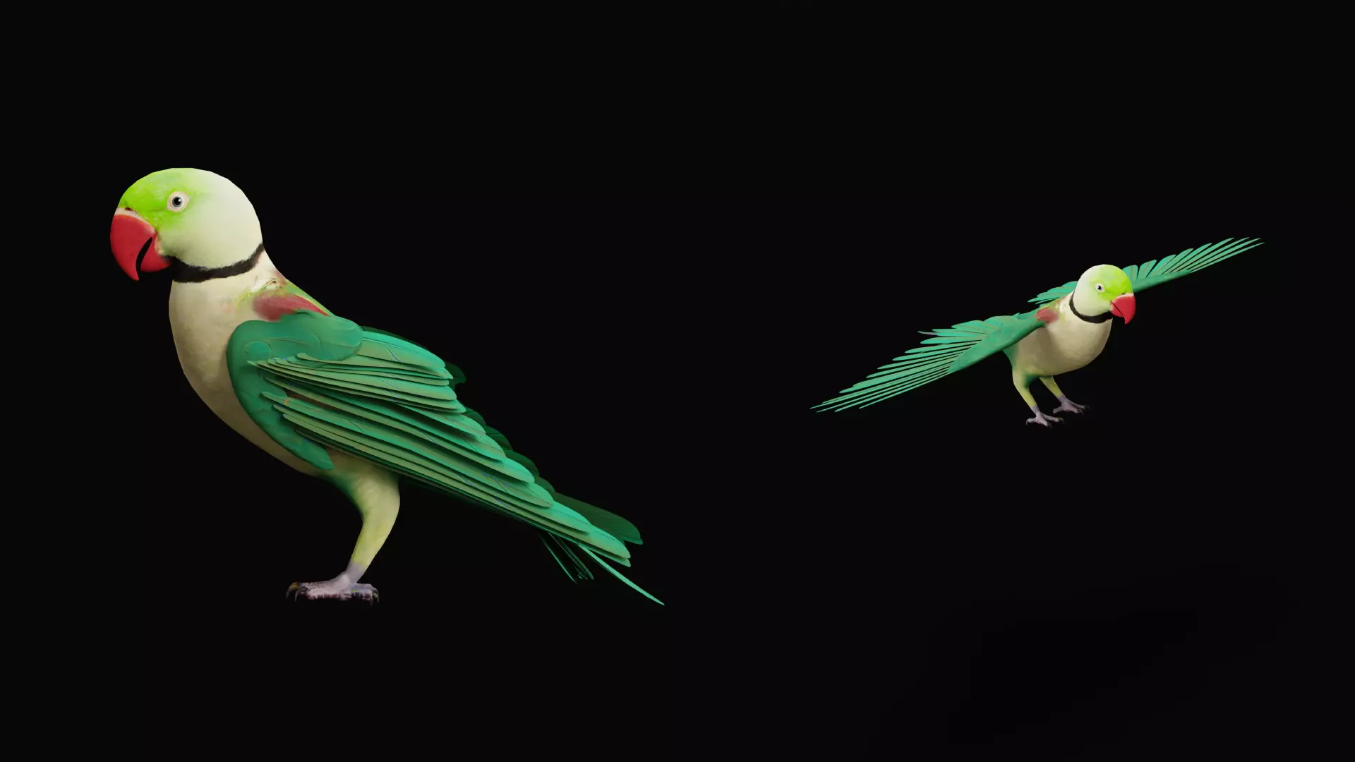 Alexandrine Parakeet Bird Low-poly 3D model_13