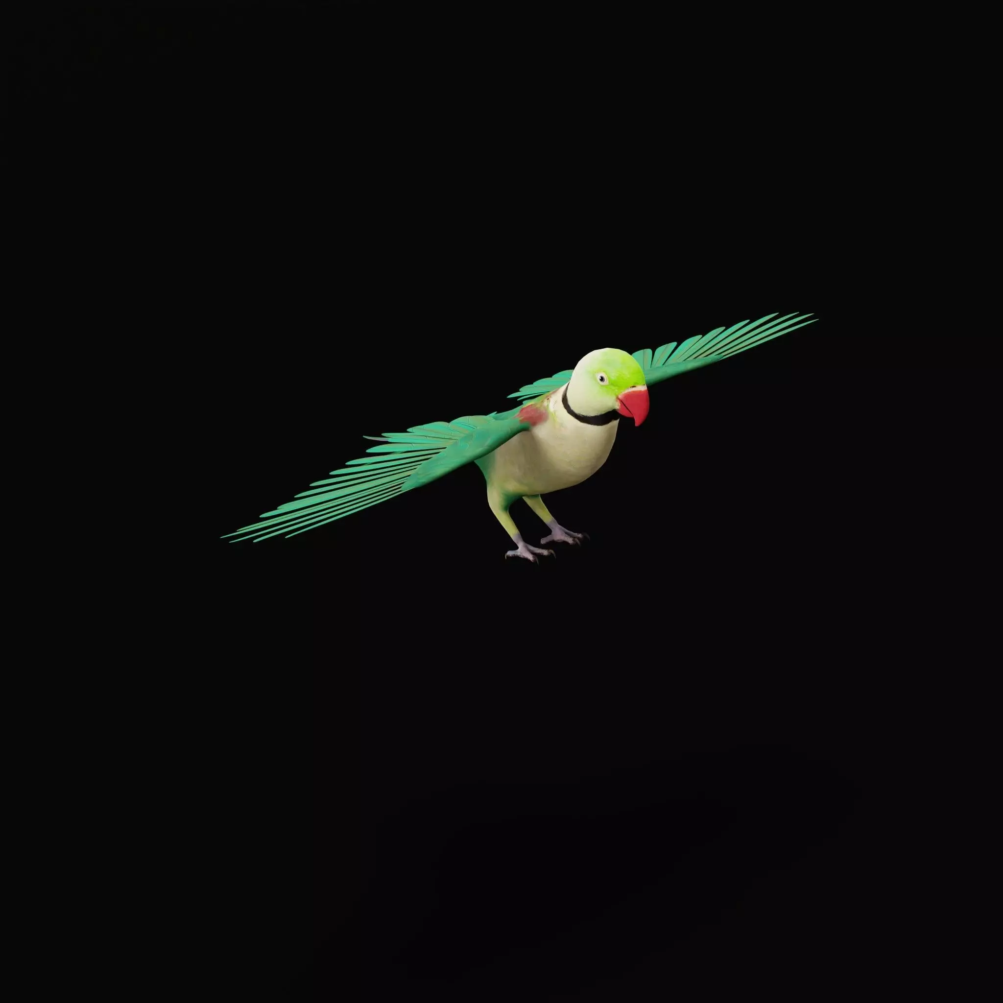 Alexandrine Parakeet Bird Low-poly 3D model_39
