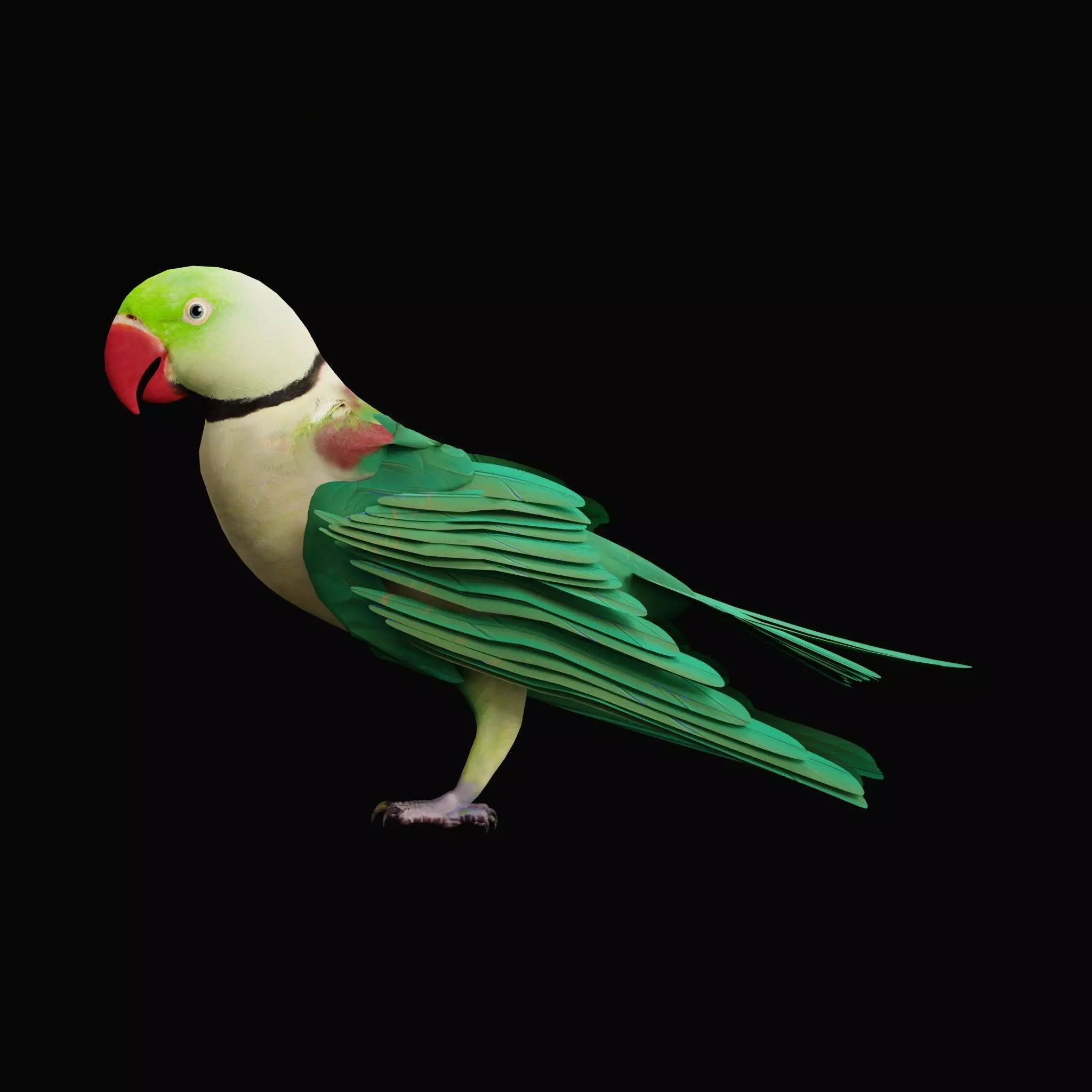 Alexandrine Parakeet Bird Low-poly 3D model_46