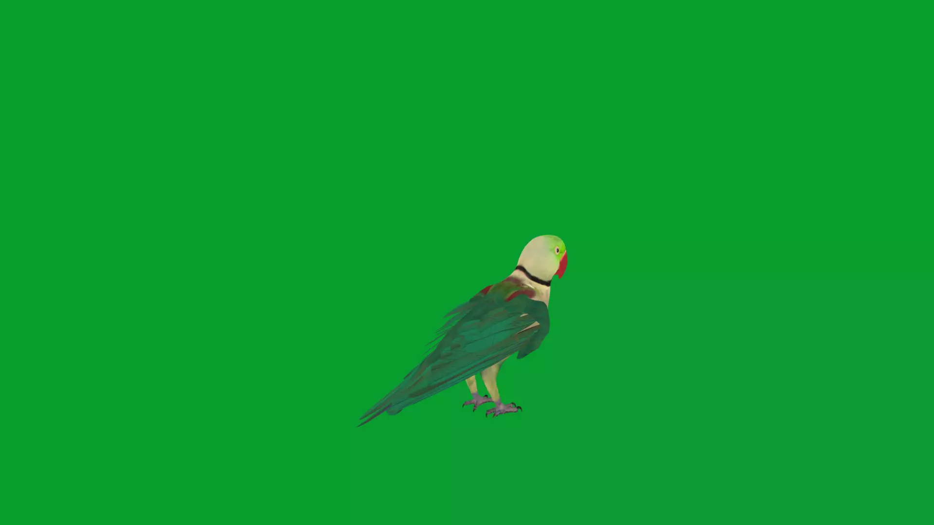 Alexandrine Parakeet Bird Low-poly 3D model_30