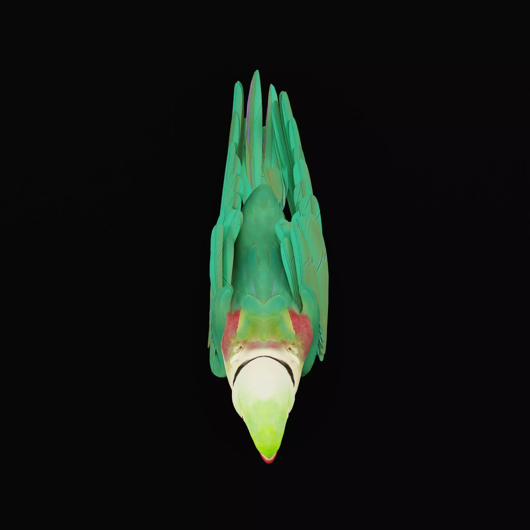 Alexandrine Parakeet Bird Low-poly 3D model_43