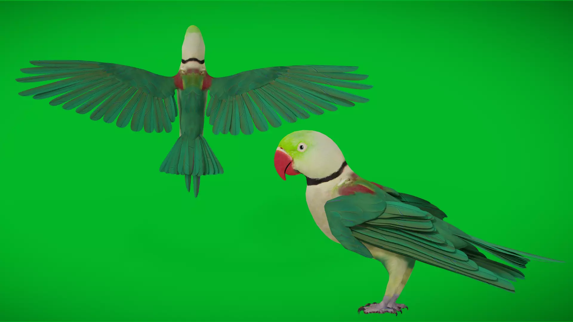 Alexandrine Parakeet Bird Low-poly 3D model_4