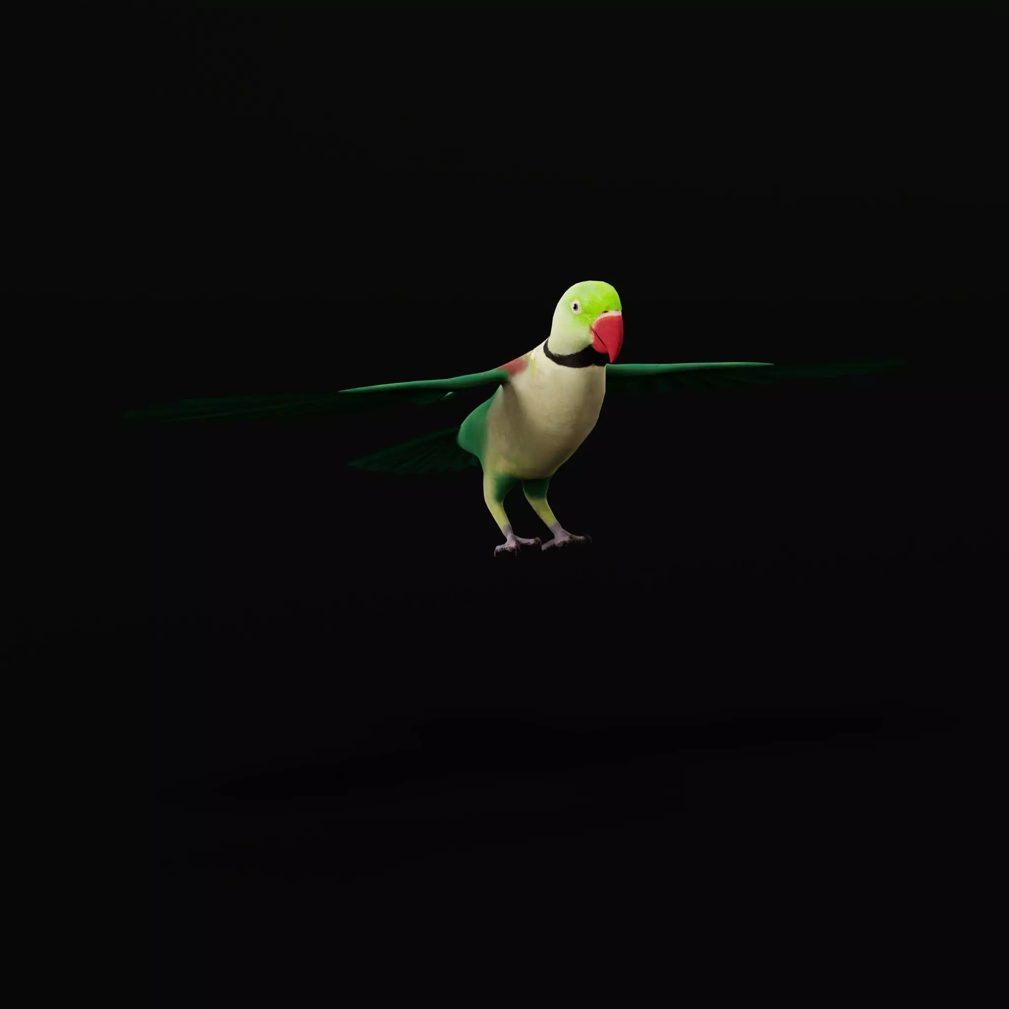 Alexandrine Parakeet Bird Low-poly 3D model_37