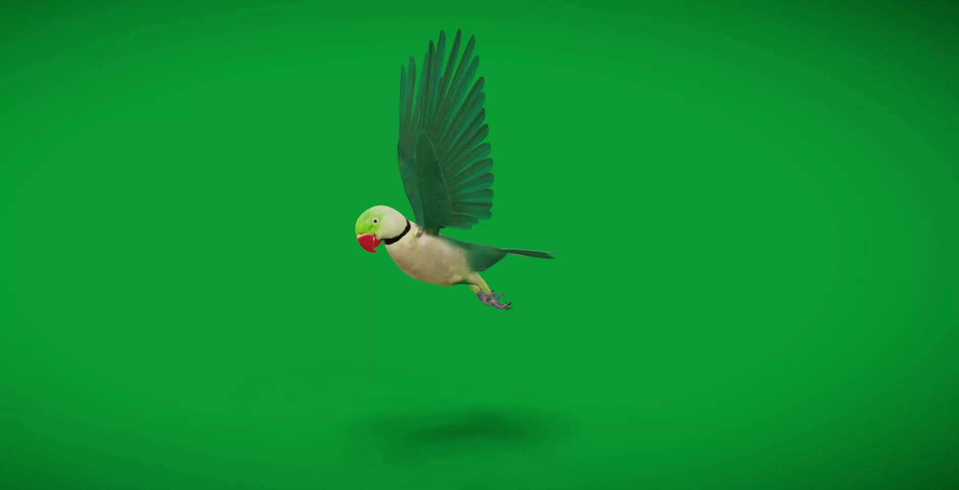 Alexandrine Parakeet Bird Low-poly 3D model_6