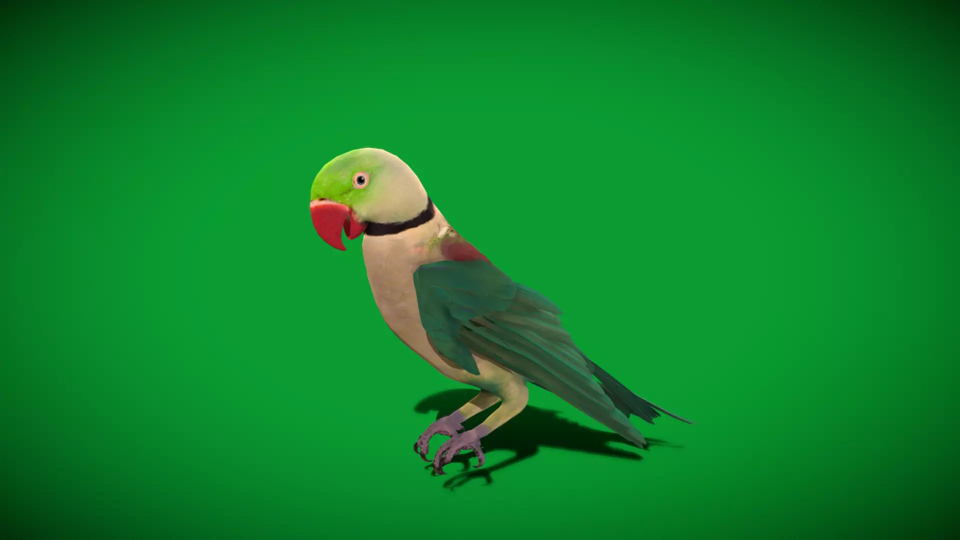 Alexandrine Parakeet Bird Low-poly 3D model_27