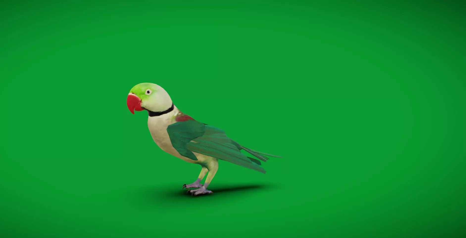 Alexandrine Parakeet Bird Low-poly 3D model_5