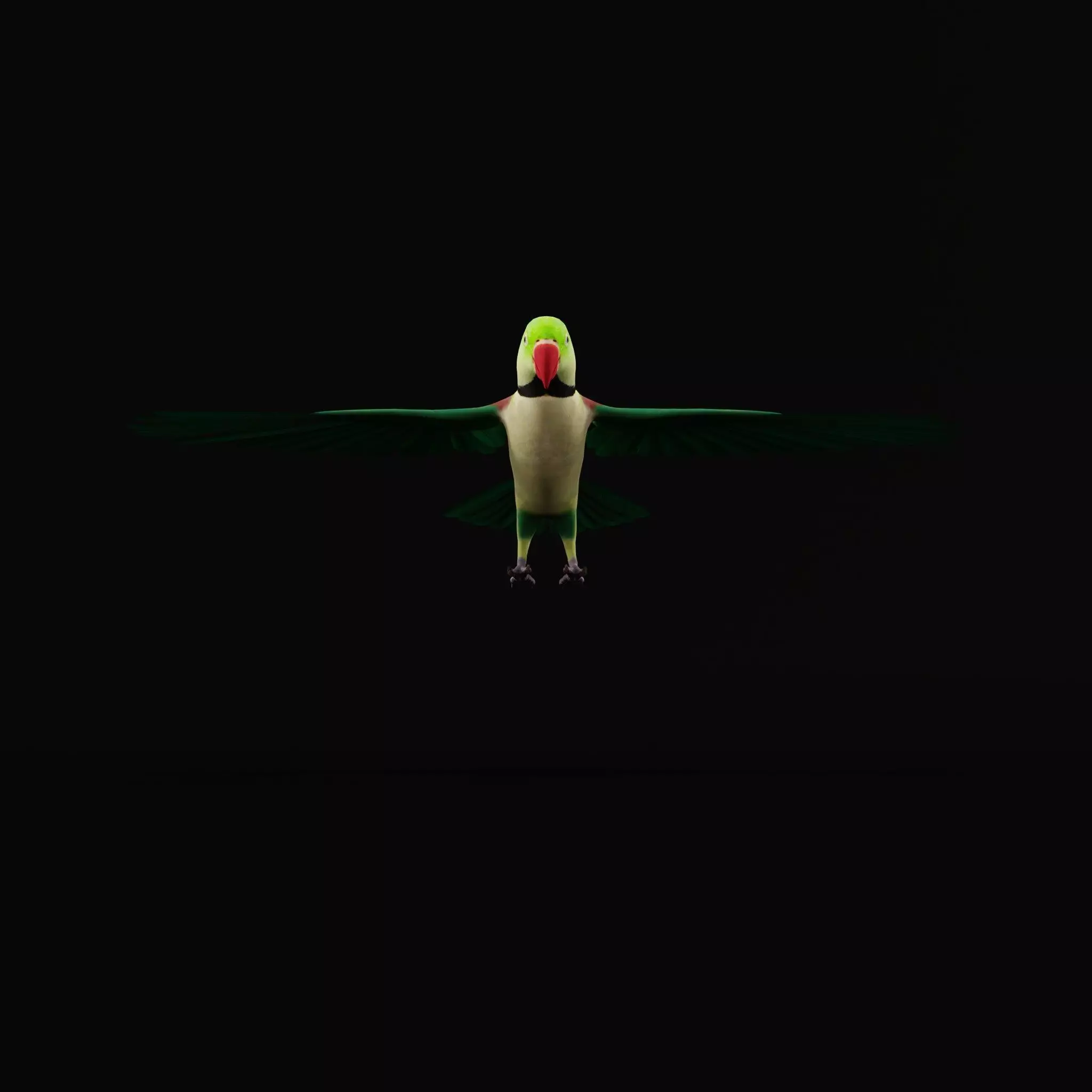 Alexandrine Parakeet Bird Low-poly 3D model_40