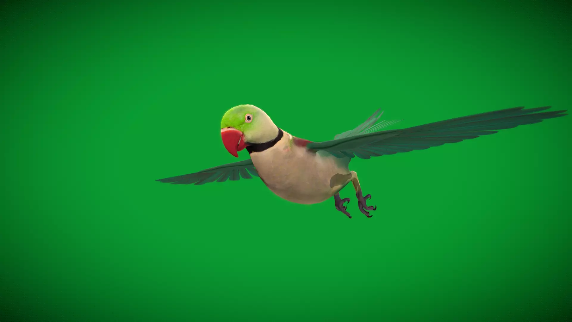 Alexandrine Parakeet Bird Low-poly 3D model_34