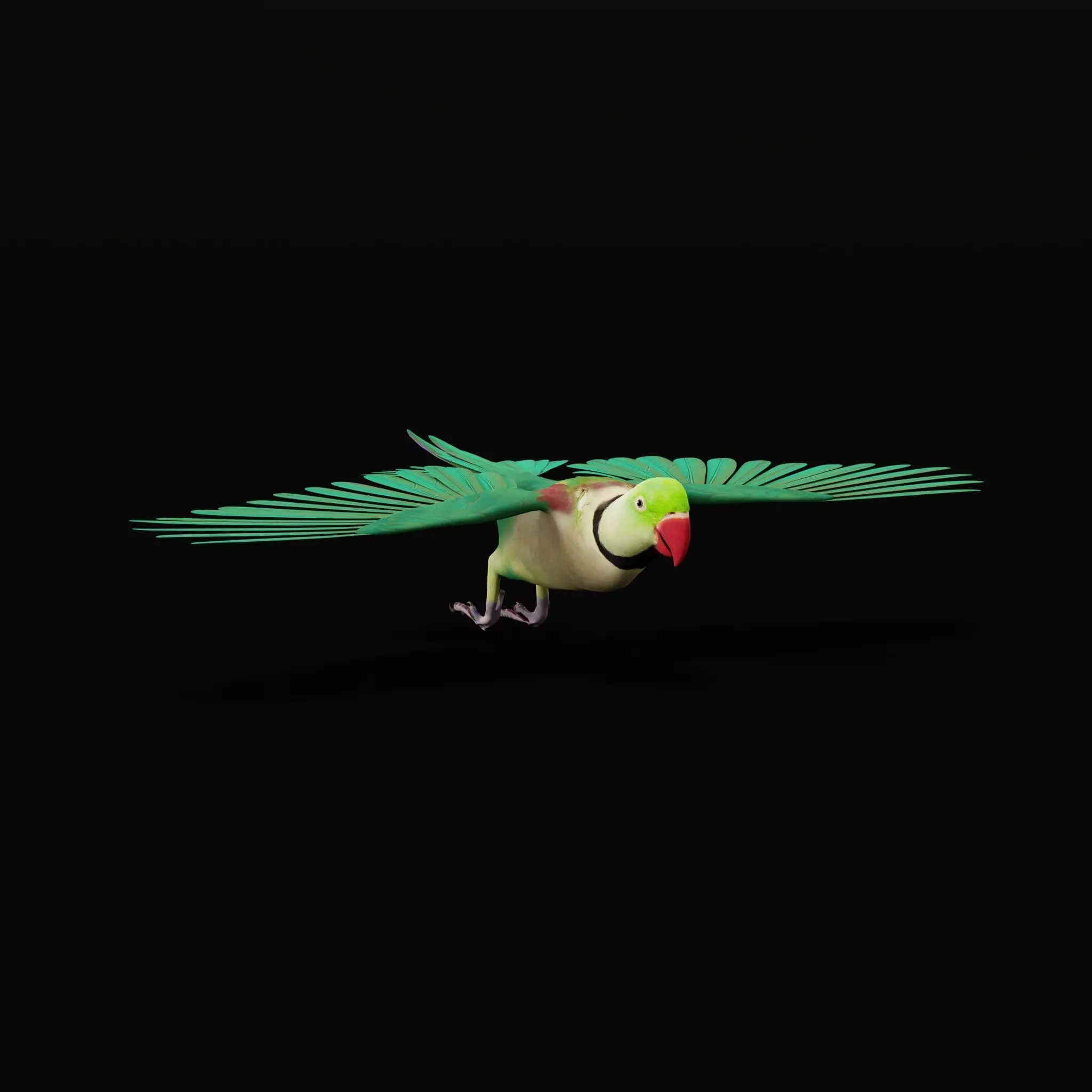 Alexandrine Parakeet Bird Low-poly 3D model_38