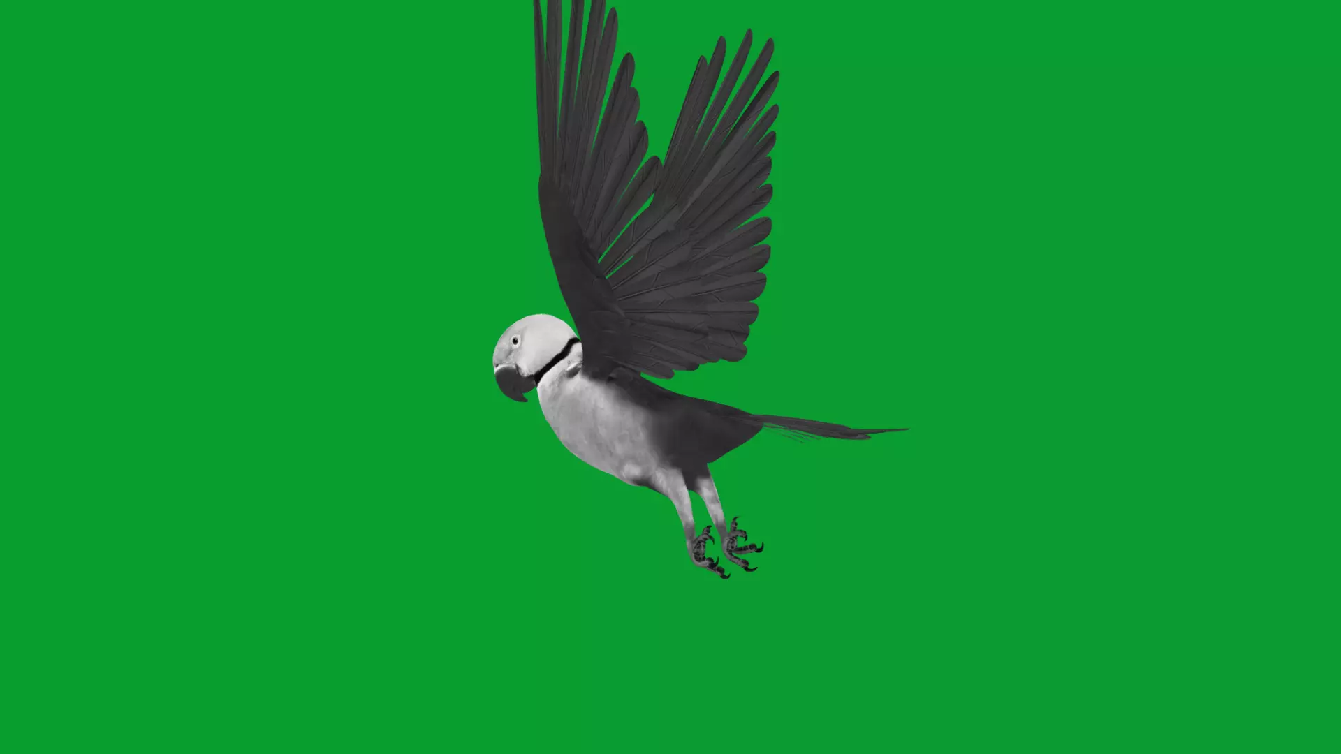 Alexandrine Parakeet Bird Low-poly 3D model_16