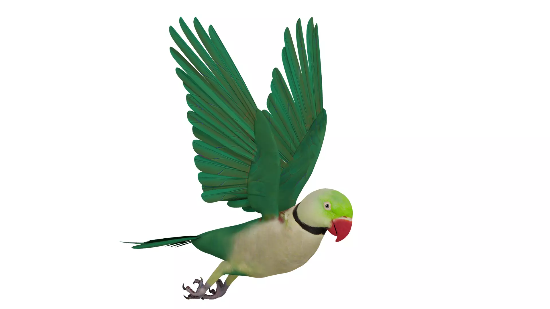 Alexandrine Parakeet Bird Low-poly 3D model_33