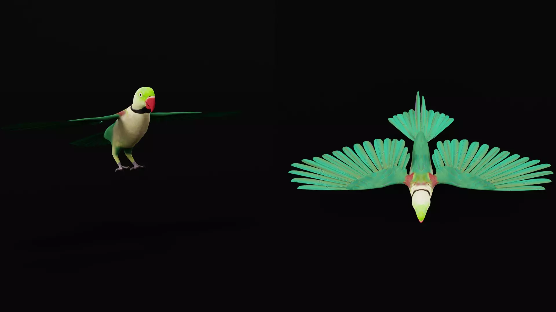 Alexandrine Parakeet Bird Low-poly 3D model_12