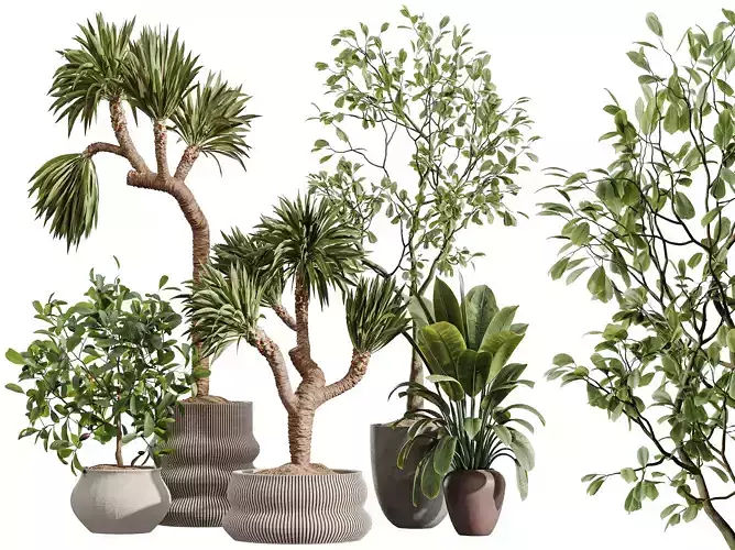 AV Indoor Plants Set 395 Yucca Briful Ficus Japandi Decorative