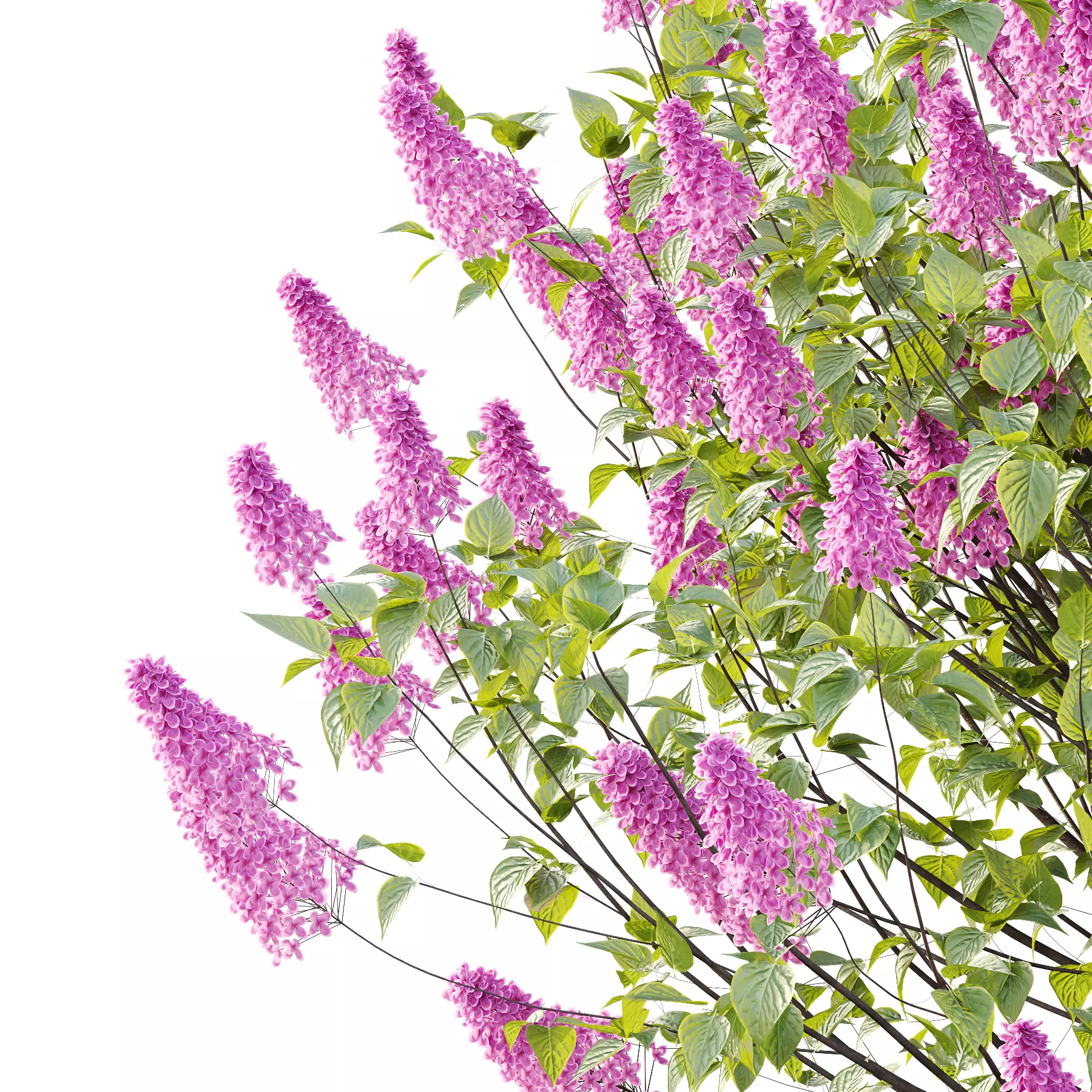 Lilac Syringa Vulgaris Tree 05 3D model_1