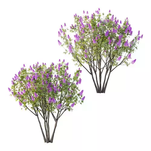 Lilac Syringa Vulgaris Tree 06 3D model
