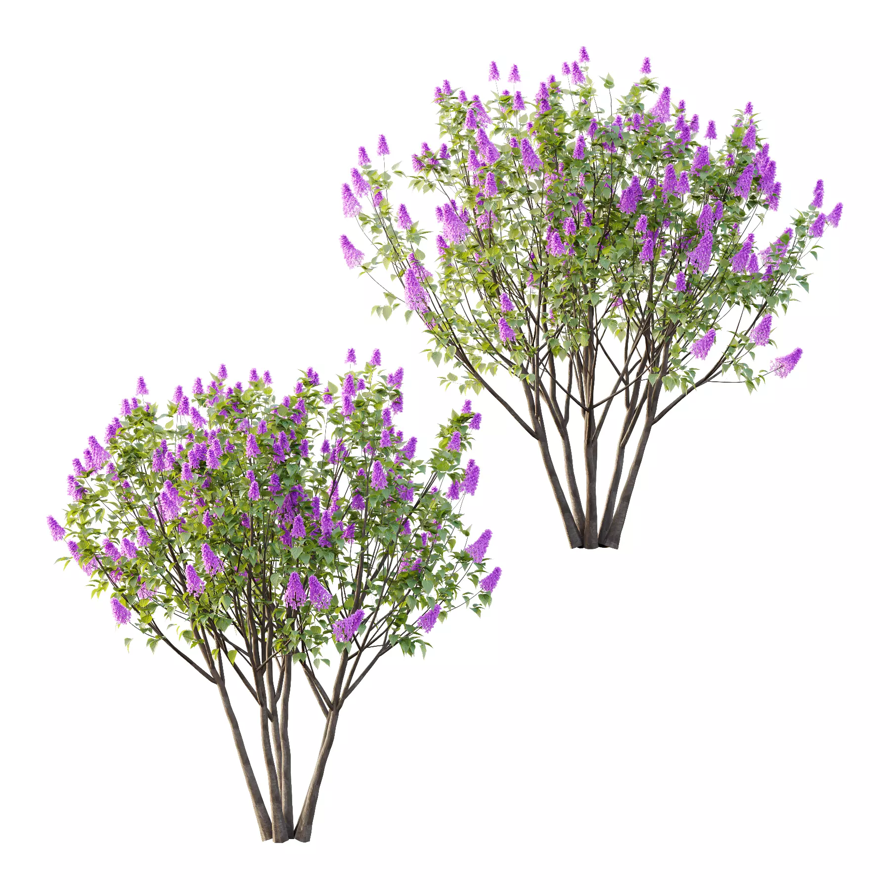 Lilac Syringa Vulgaris Tree 06 3D model_0