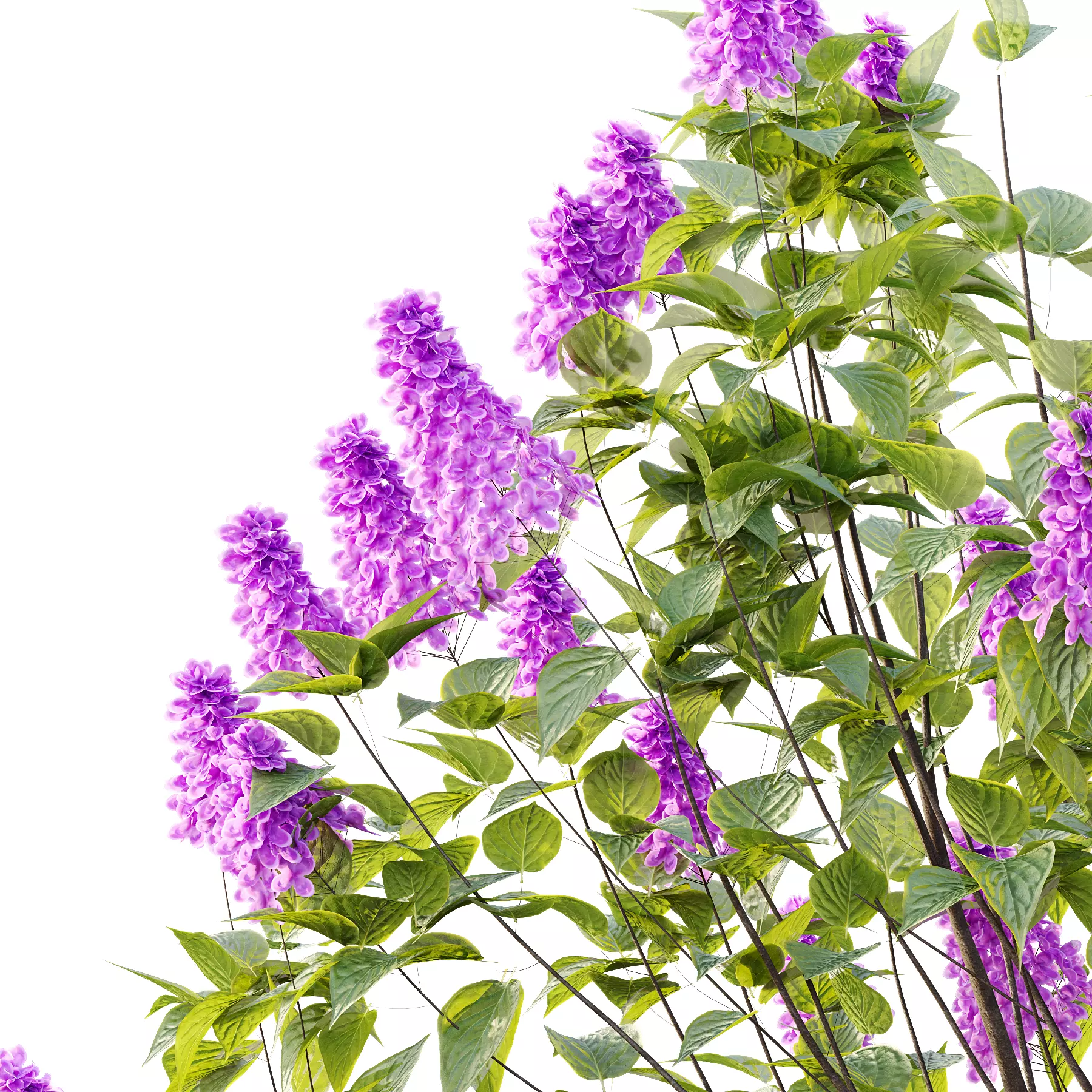 Lilac Syringa Vulgaris Tree 06 3D model_3