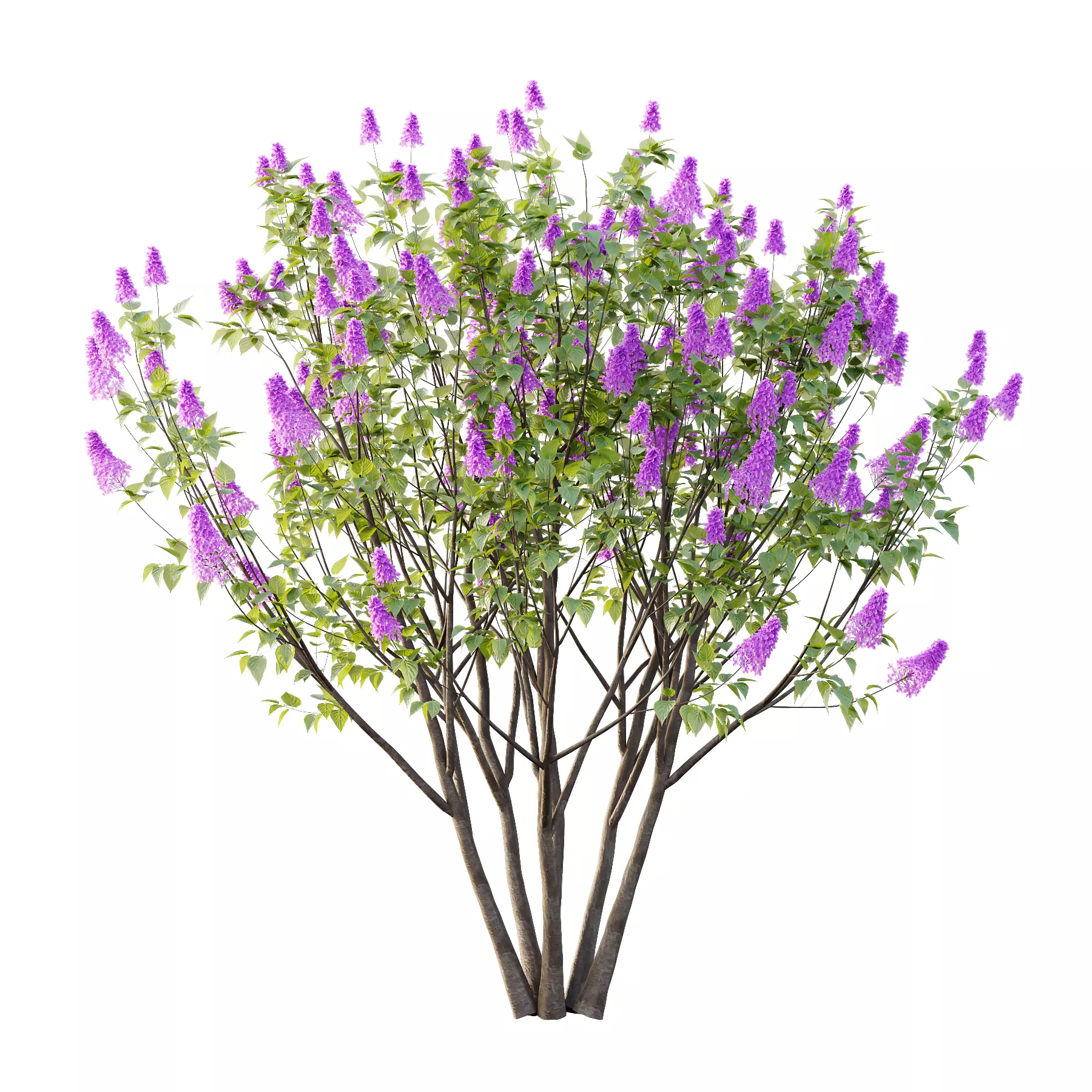 Lilac Syringa Vulgaris Tree 06 3D model_1