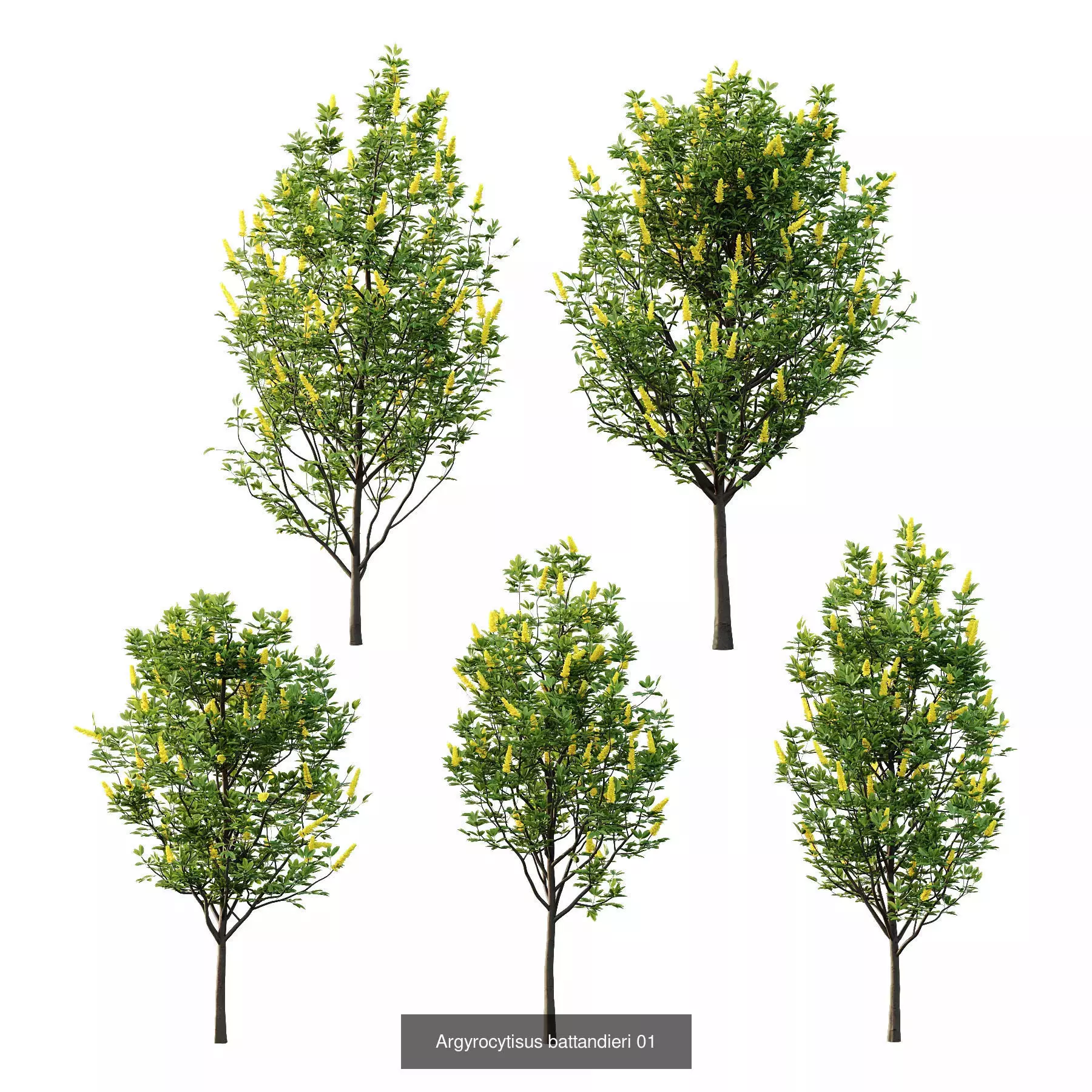 Excellent collection of Tree plants 26 Different Models 0017 _2