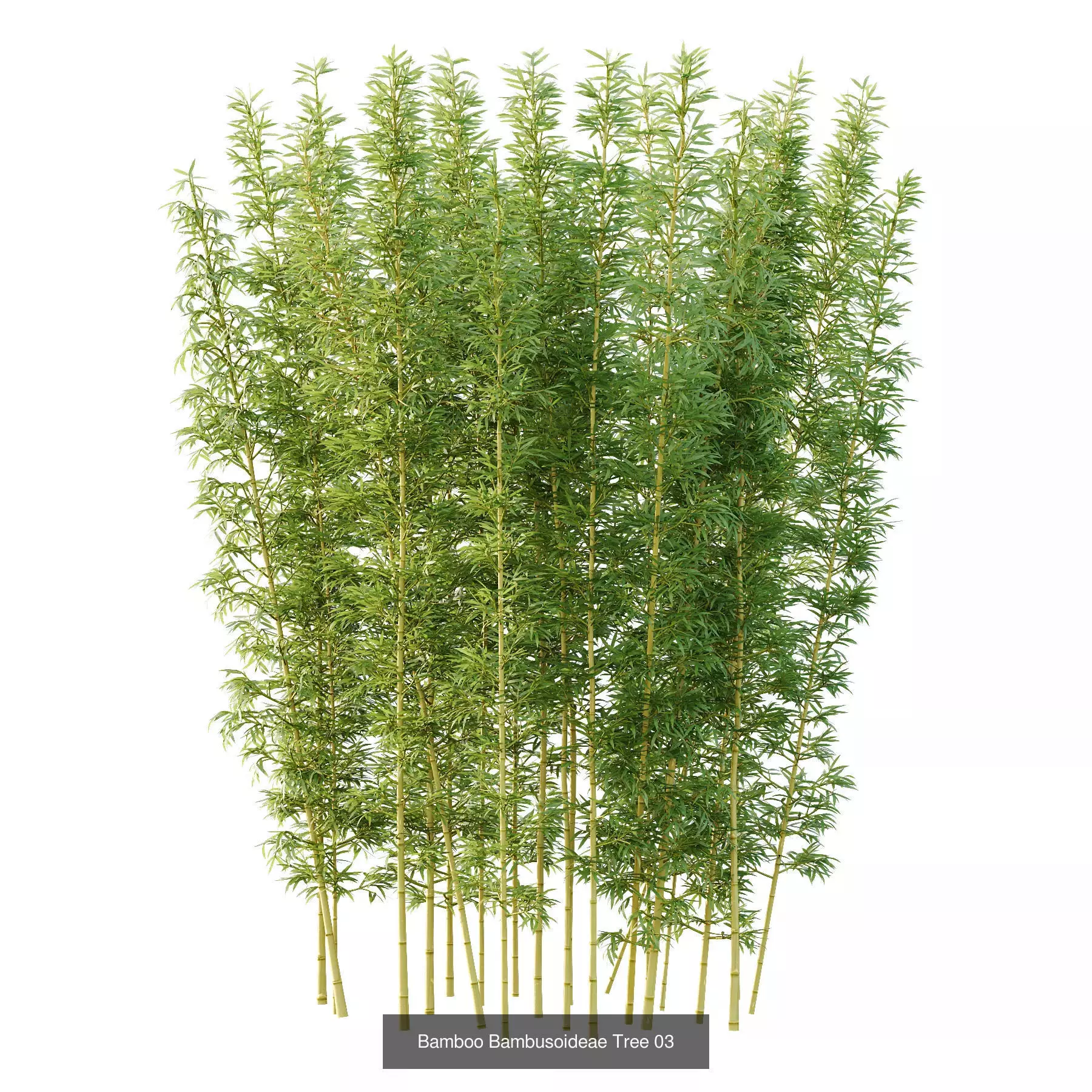Excellent collection of Tree plants 26 Different Models 0017 _3
