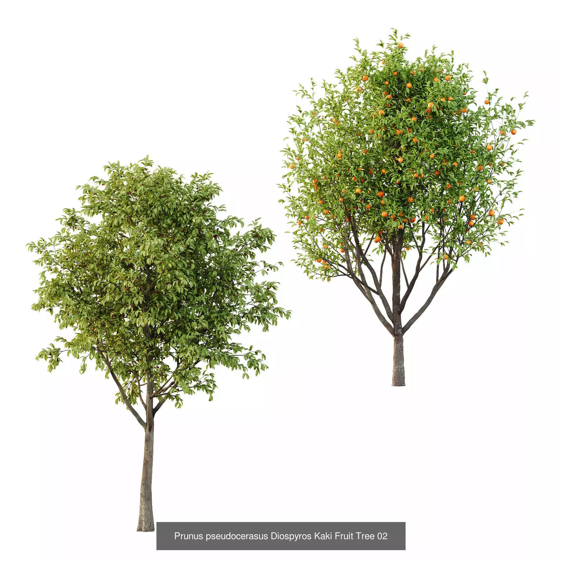 Excellent collection of Tree plants 26 Different Models 0017 _5