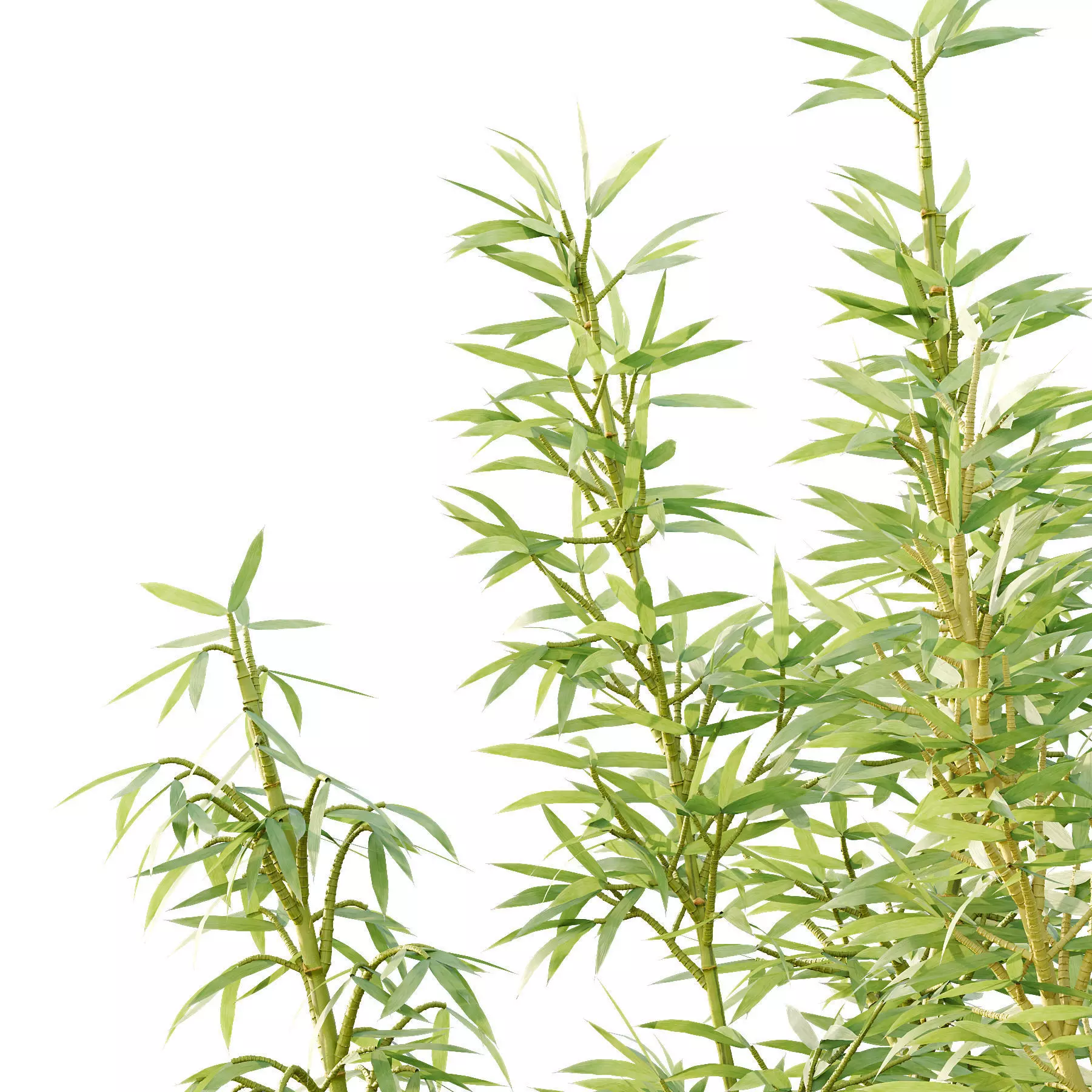 Excellent collection of Tree plants 26 Different Models 0017 _11