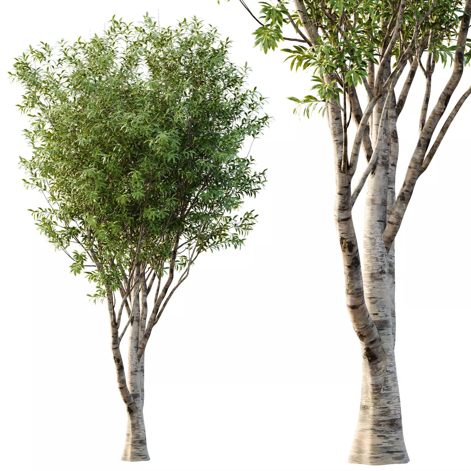 Excellent collection of Tree plants 26 Different Models 0017 _25