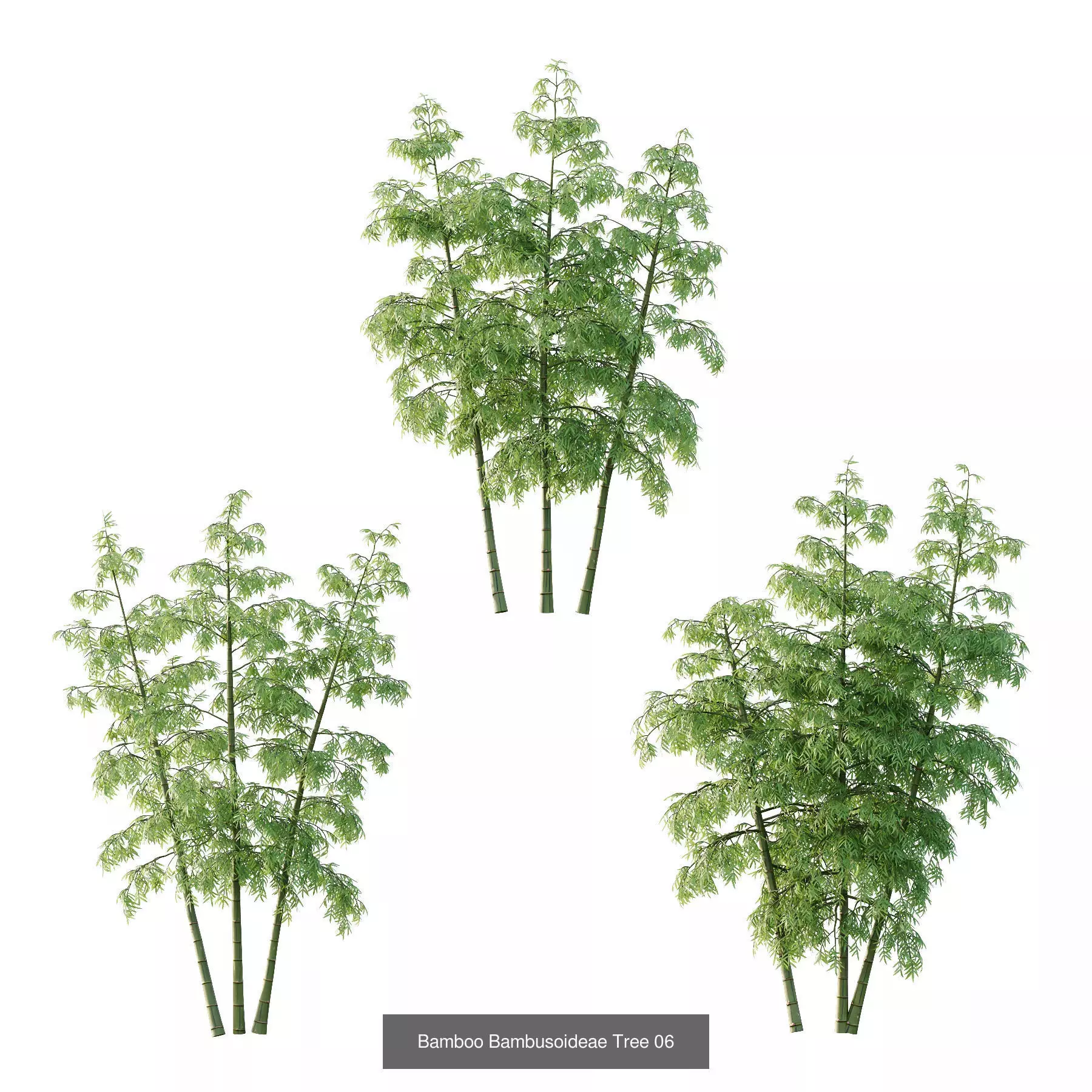 Excellent collection of Tree plants 26 Different Models 0017 _4