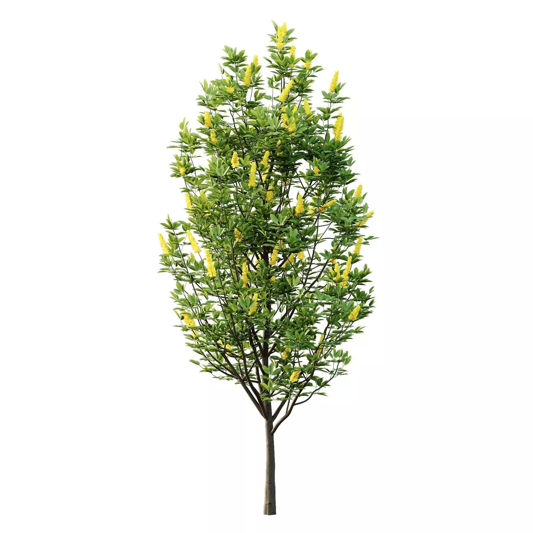 Excellent collection of Tree plants 26 Different Models 0017 _9