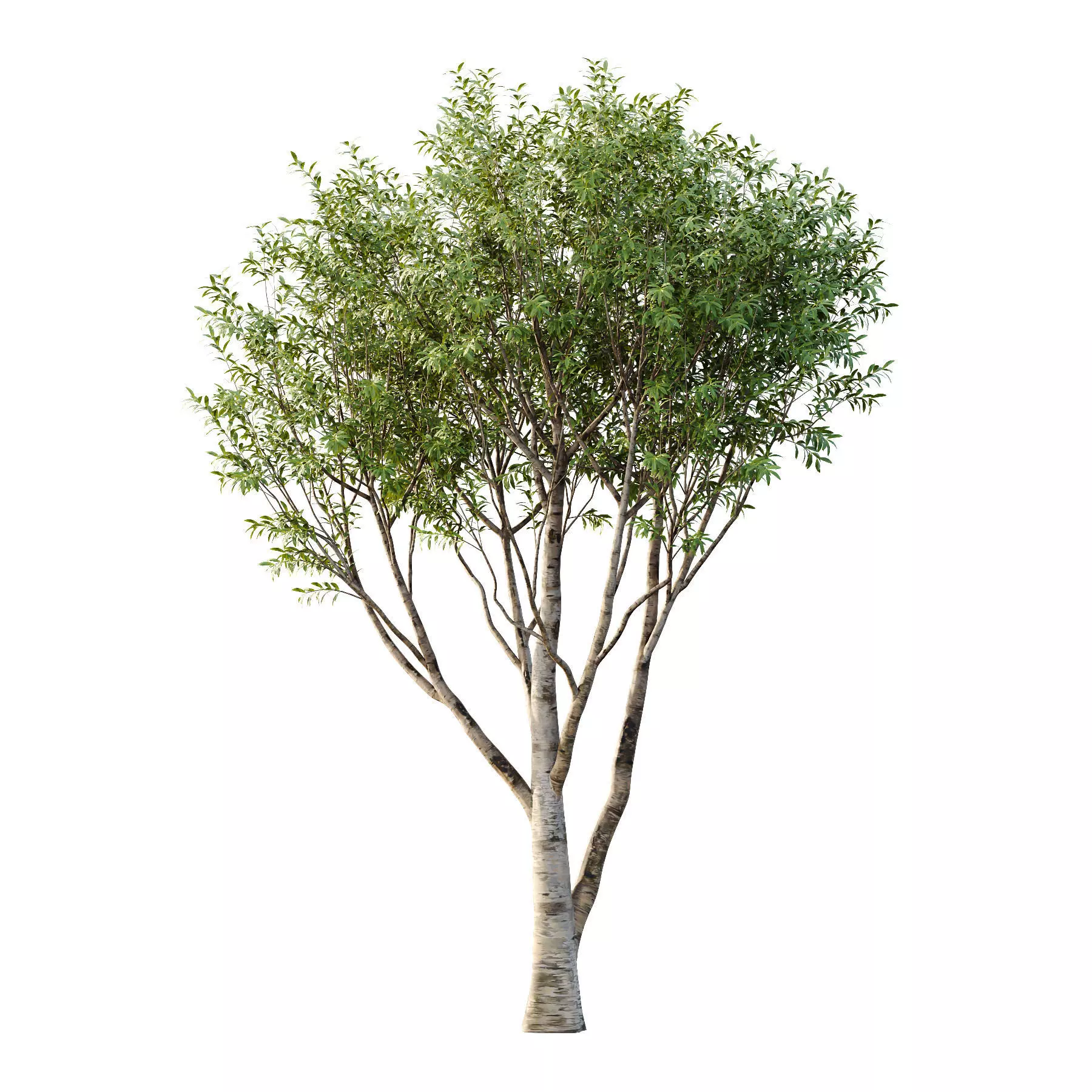 Excellent collection of Tree plants 26 Different Models 0017 _24
