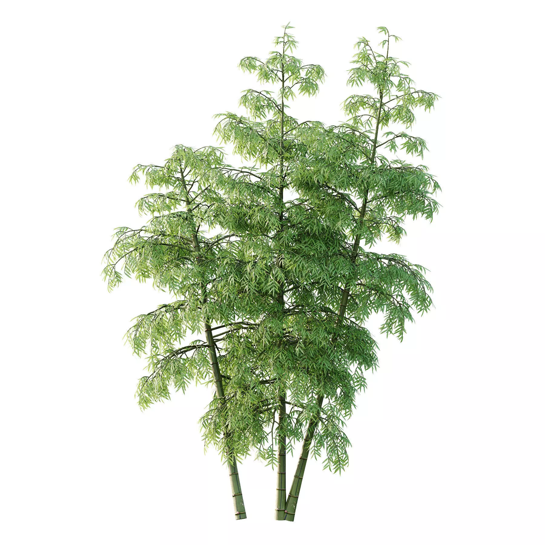 Excellent collection of Tree plants 26 Different Models 0017 _14