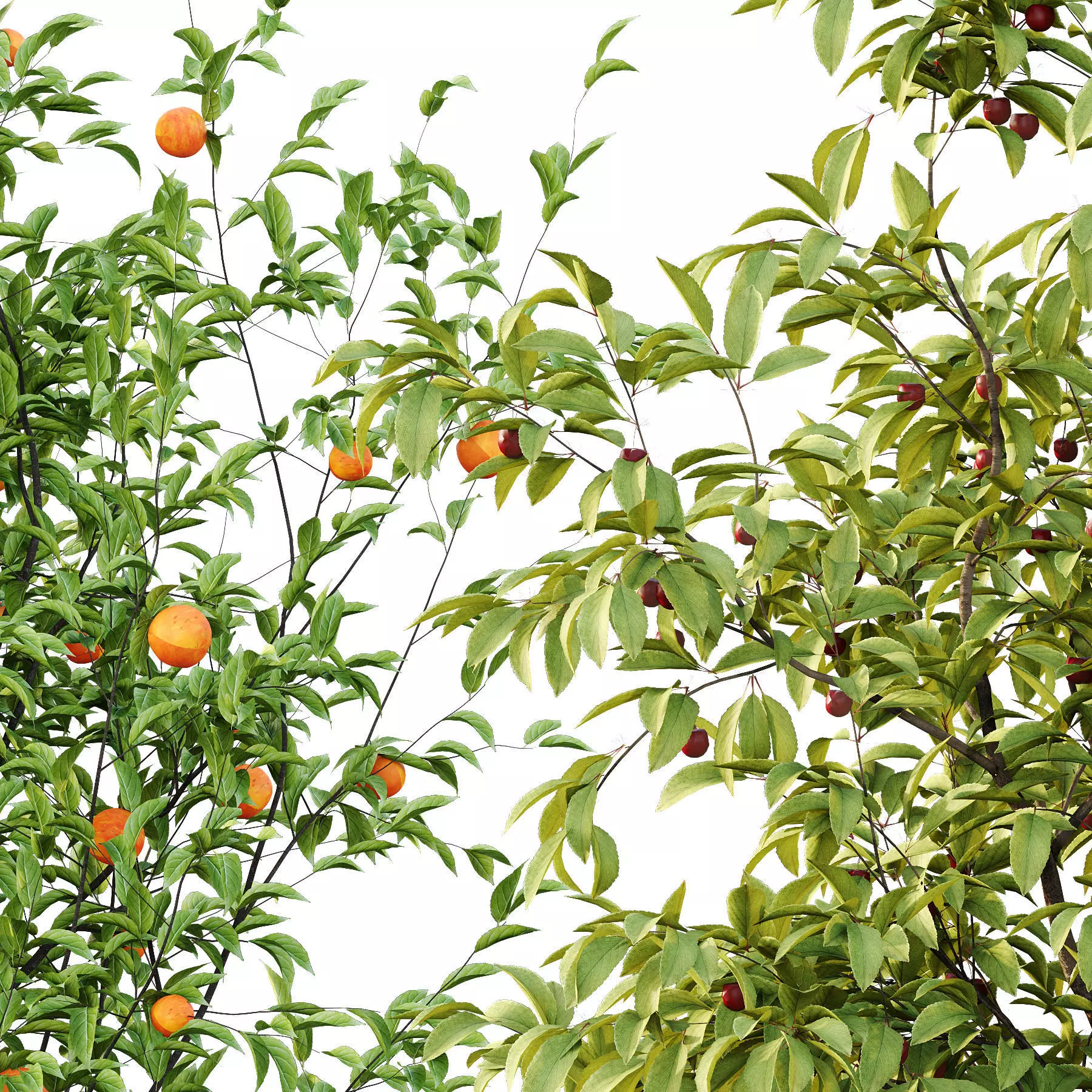 Excellent collection of Tree plants 26 Different Models 0017 _20