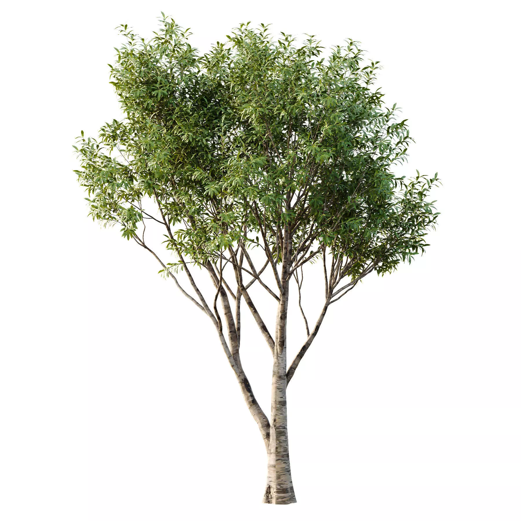 Excellent collection of Tree plants 26 Different Models 0017 _22