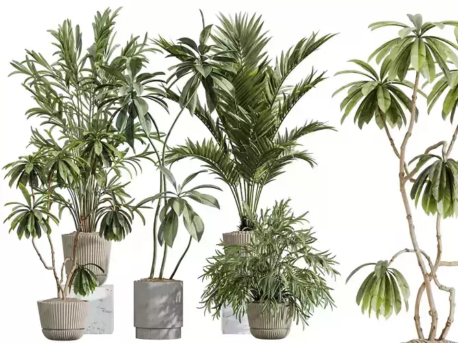 AV Indoor Plants Set 396 Dypsis Lutescens Ficus Cyara Palm
