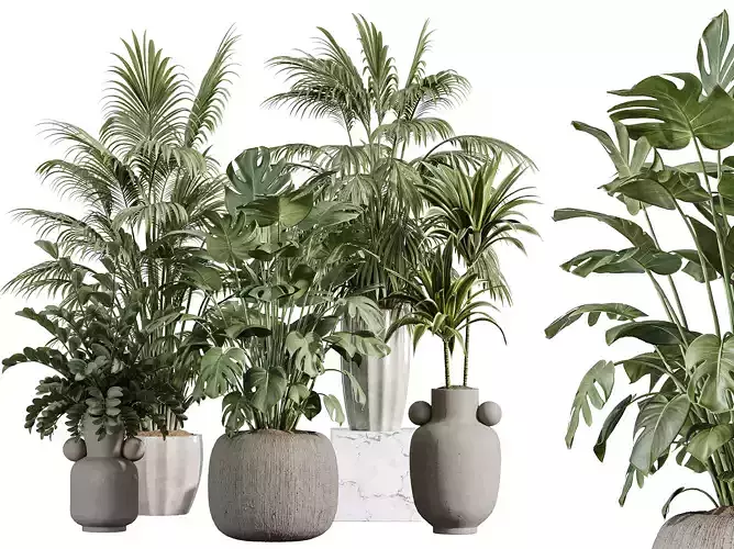 AV Indoor Plants Set 397 Zamiifolia Giant Warneckii Lemon Palm