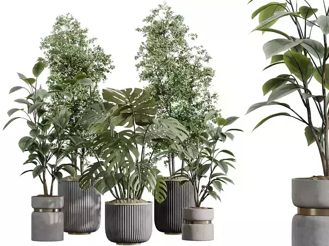 AV Indoor Plants Set 398 Olive Swiss Cheese Ficus lyrata Fiddle
