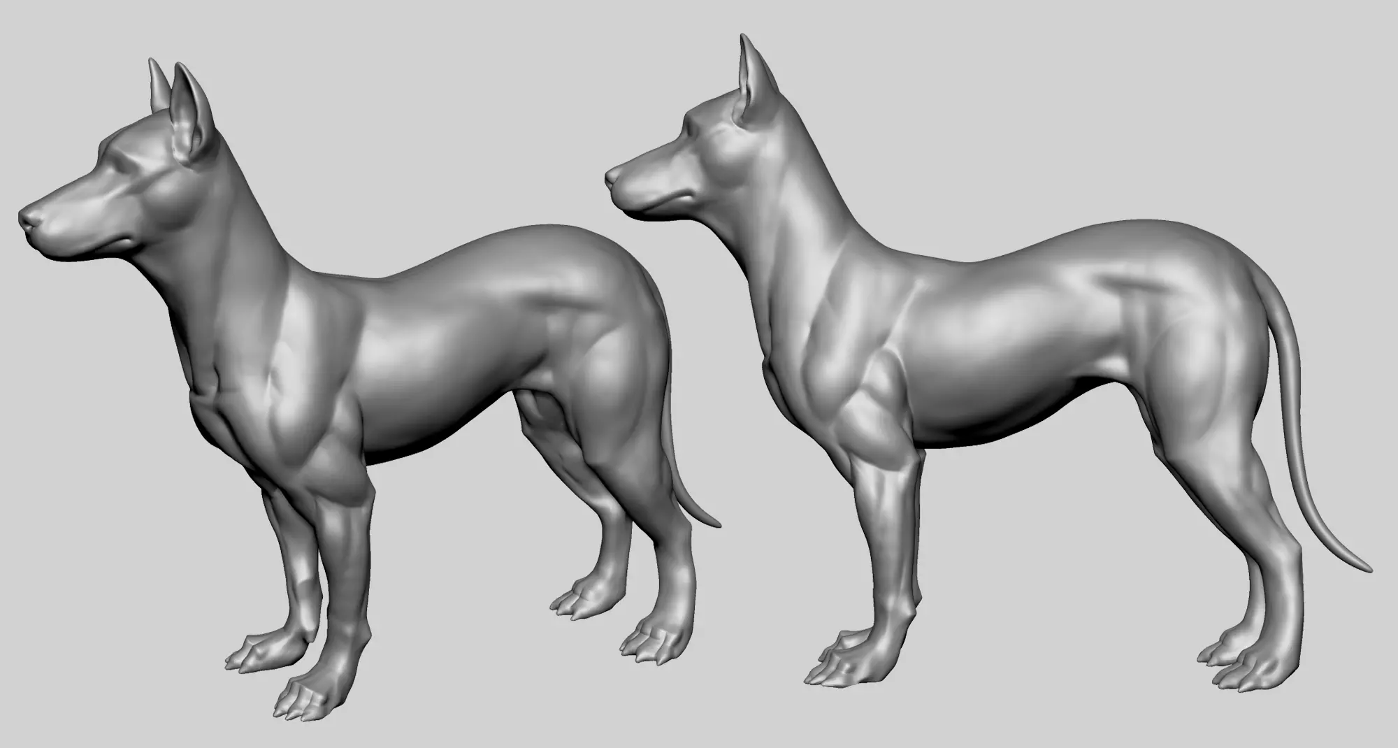 Base Dog Anatomy 3D model_0