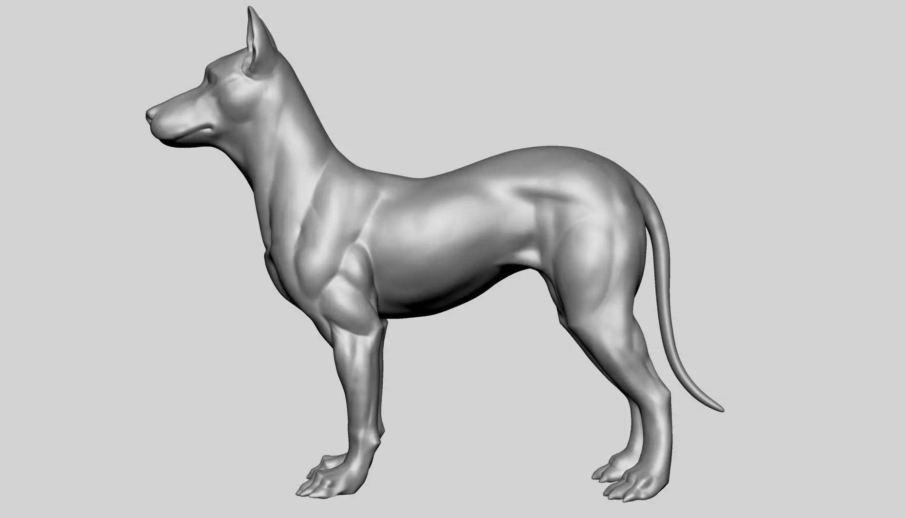Base Dog Anatomy 3D model_2