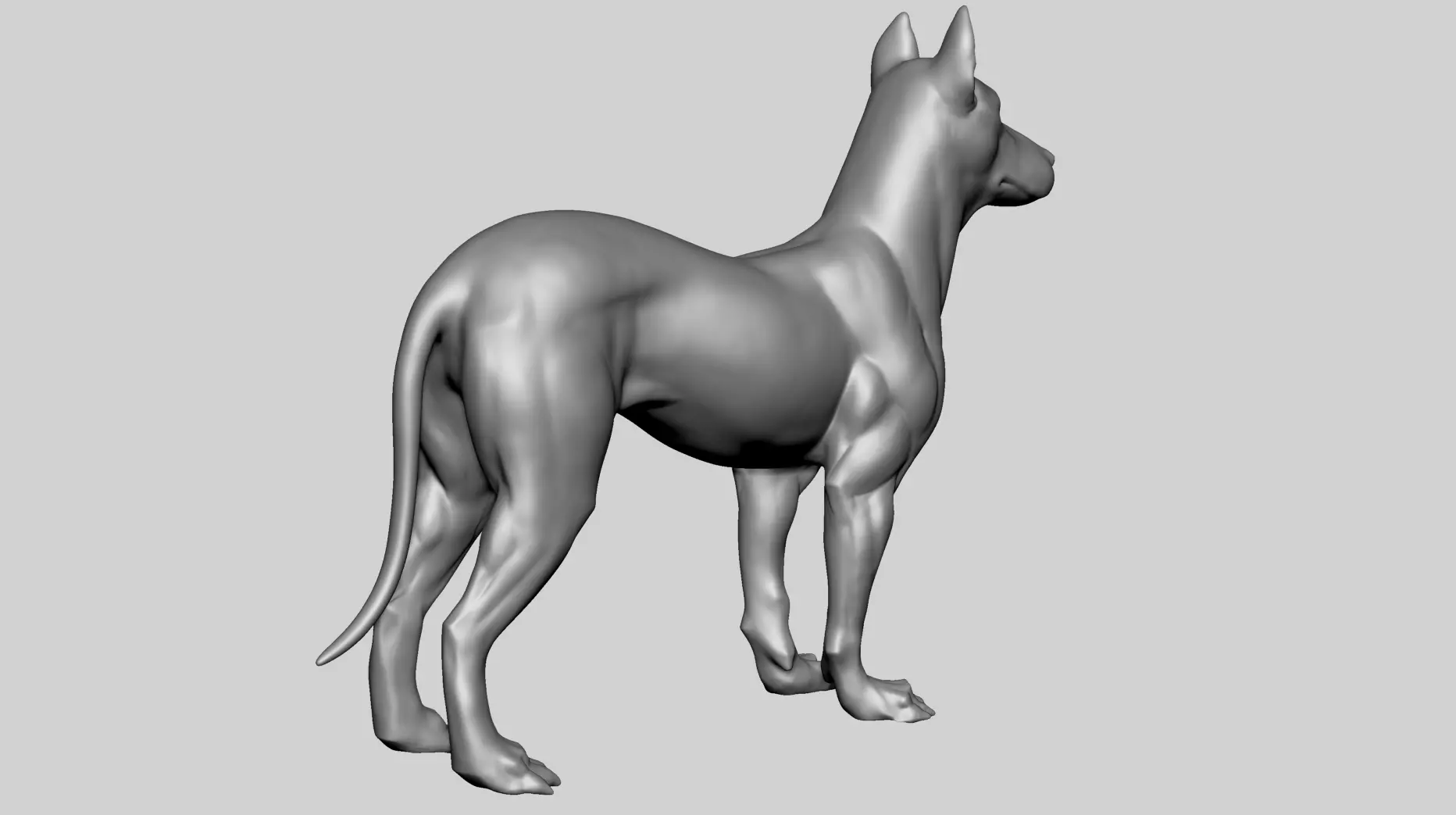 Base Dog Anatomy 3D model_8