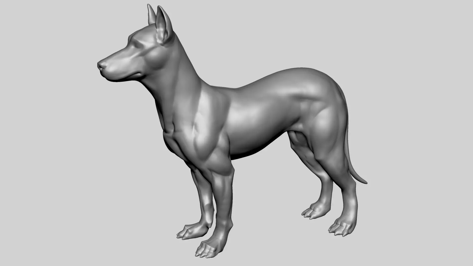 Base Dog Anatomy 3D model_1