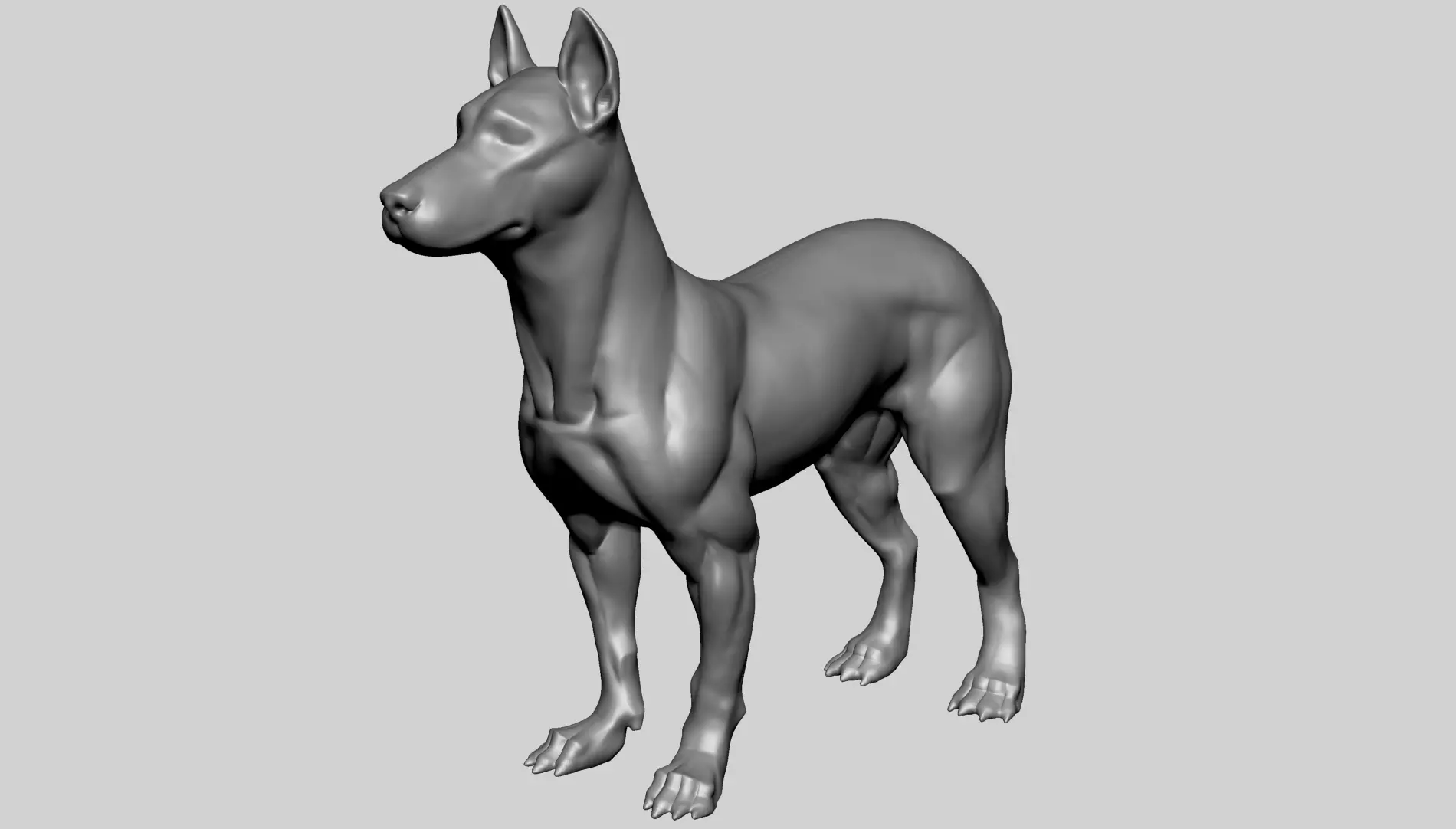 Base Dog Anatomy 3D model_3